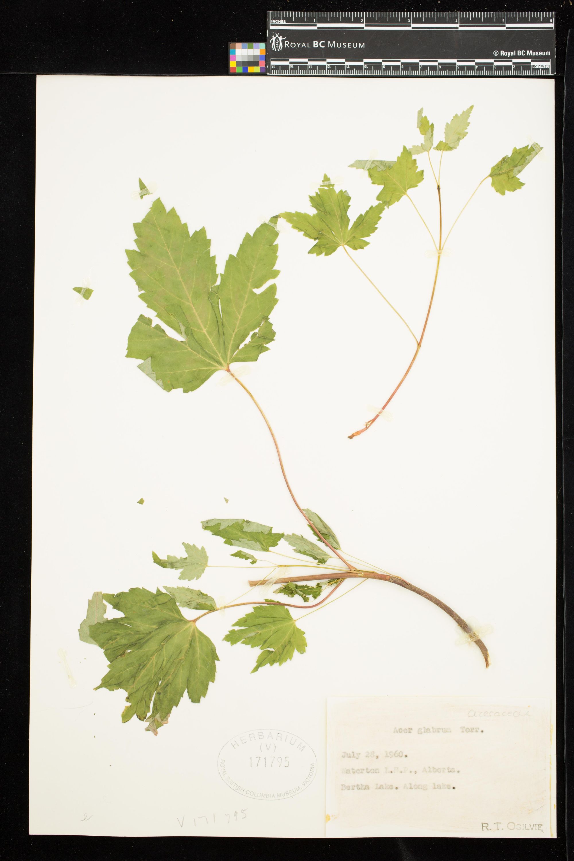 Image representing Acer glabrum.