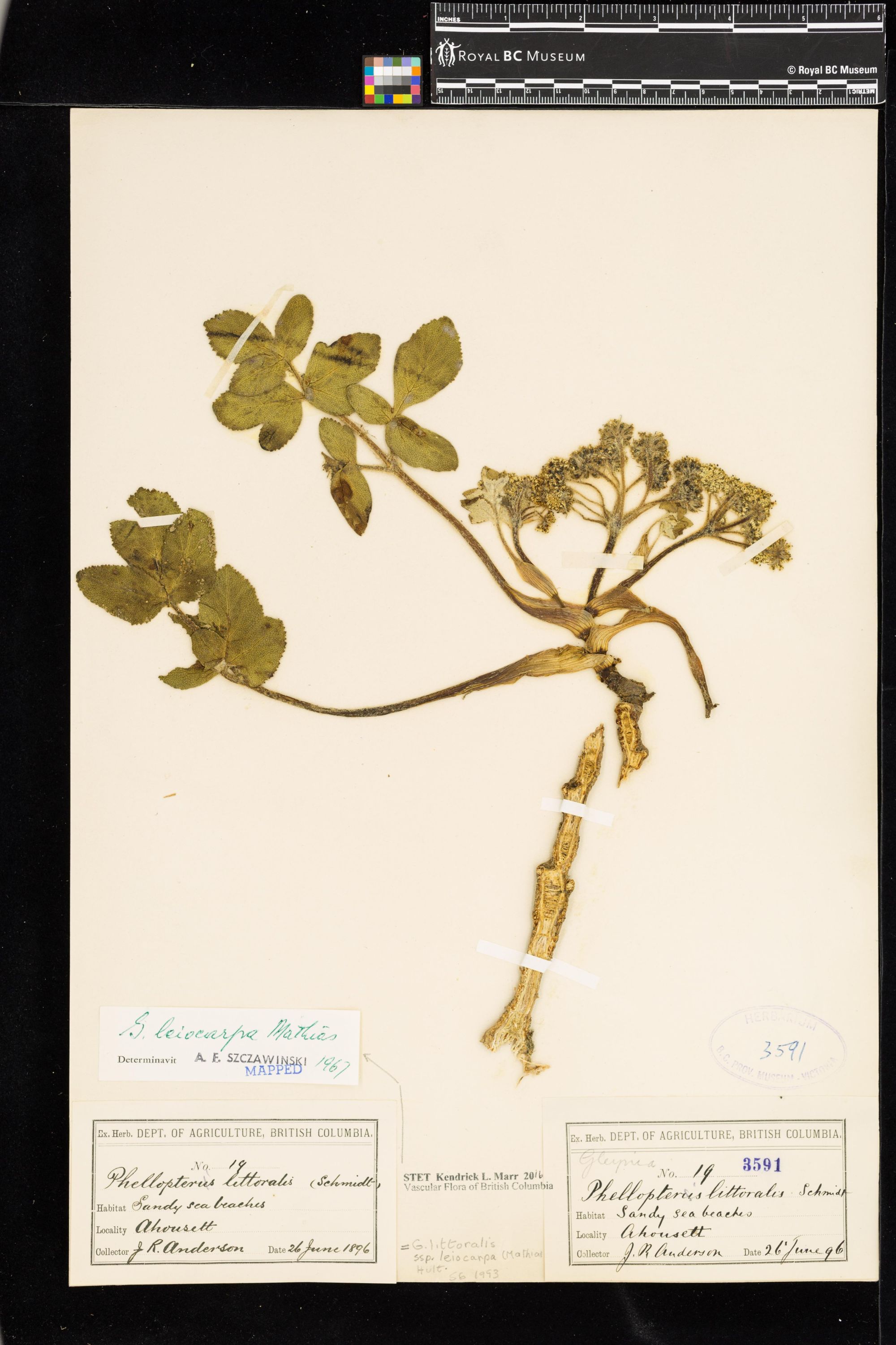 Image representing Glehnia leiocarpa.