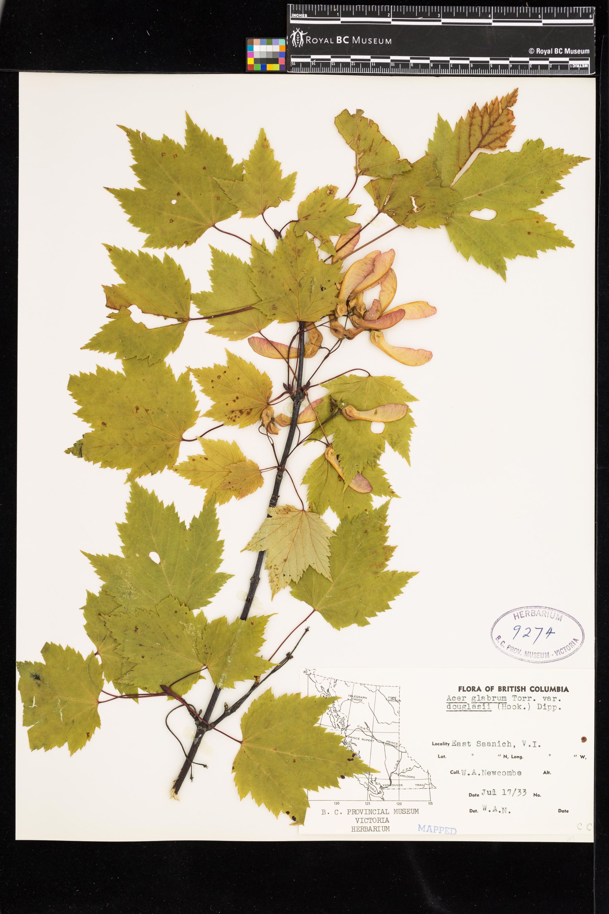 Image representing Acer glabrum var. douglasii.