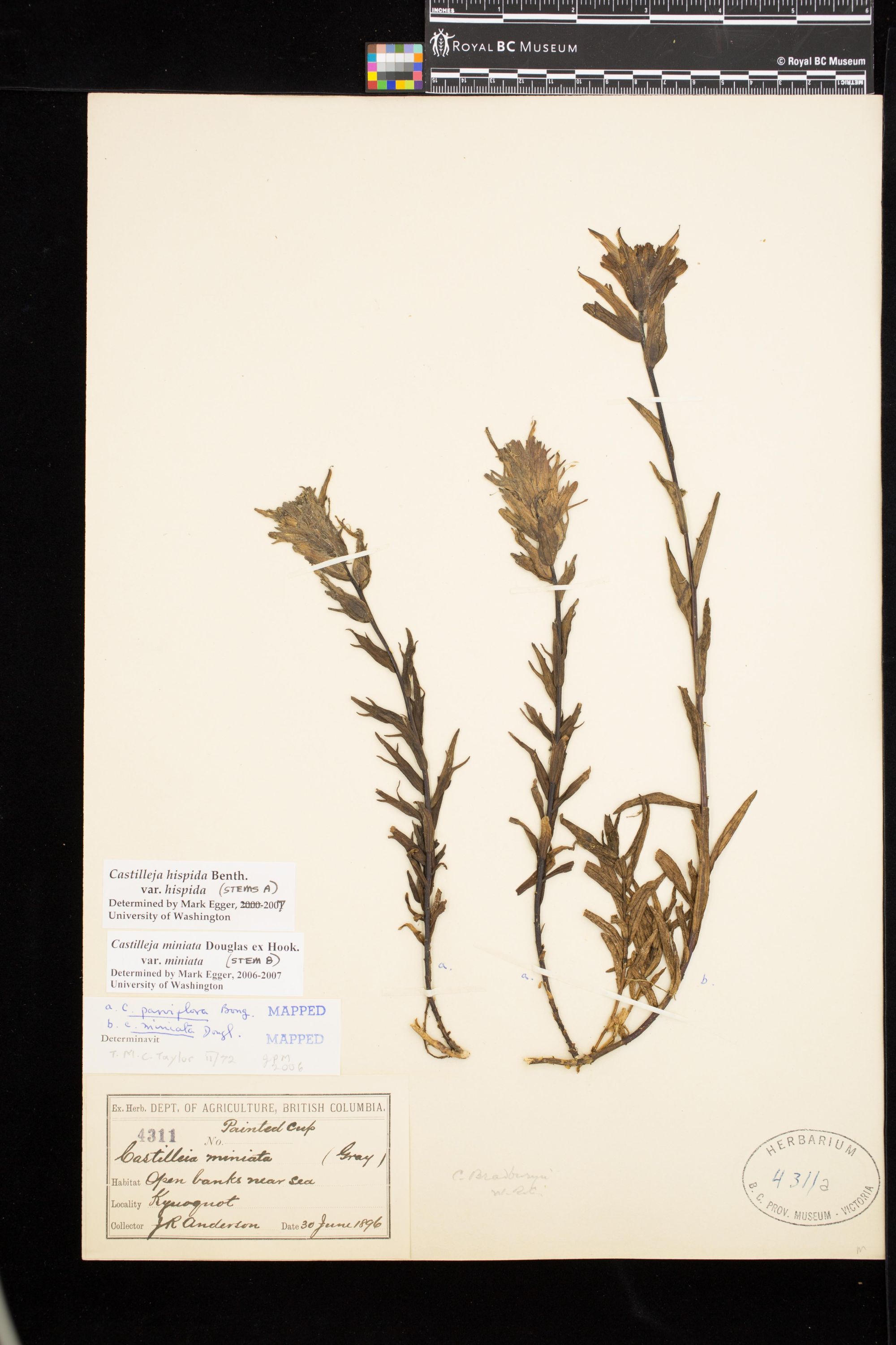 Image representing Castilleja hispida var. hispida.