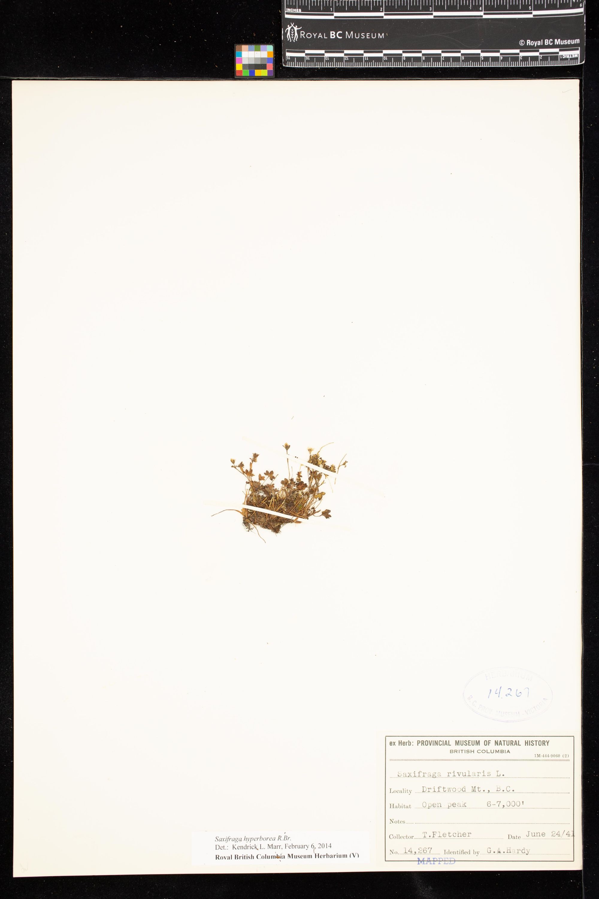 Image representing Saxifraga hyperborea.