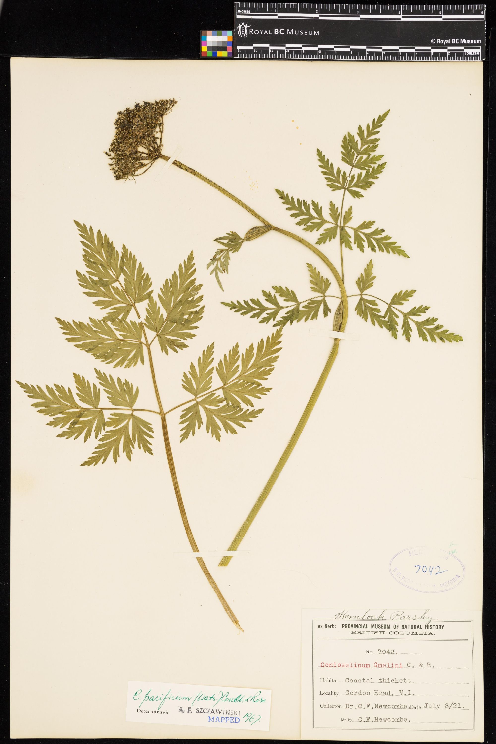 Image representing Conioselinum pacificum.