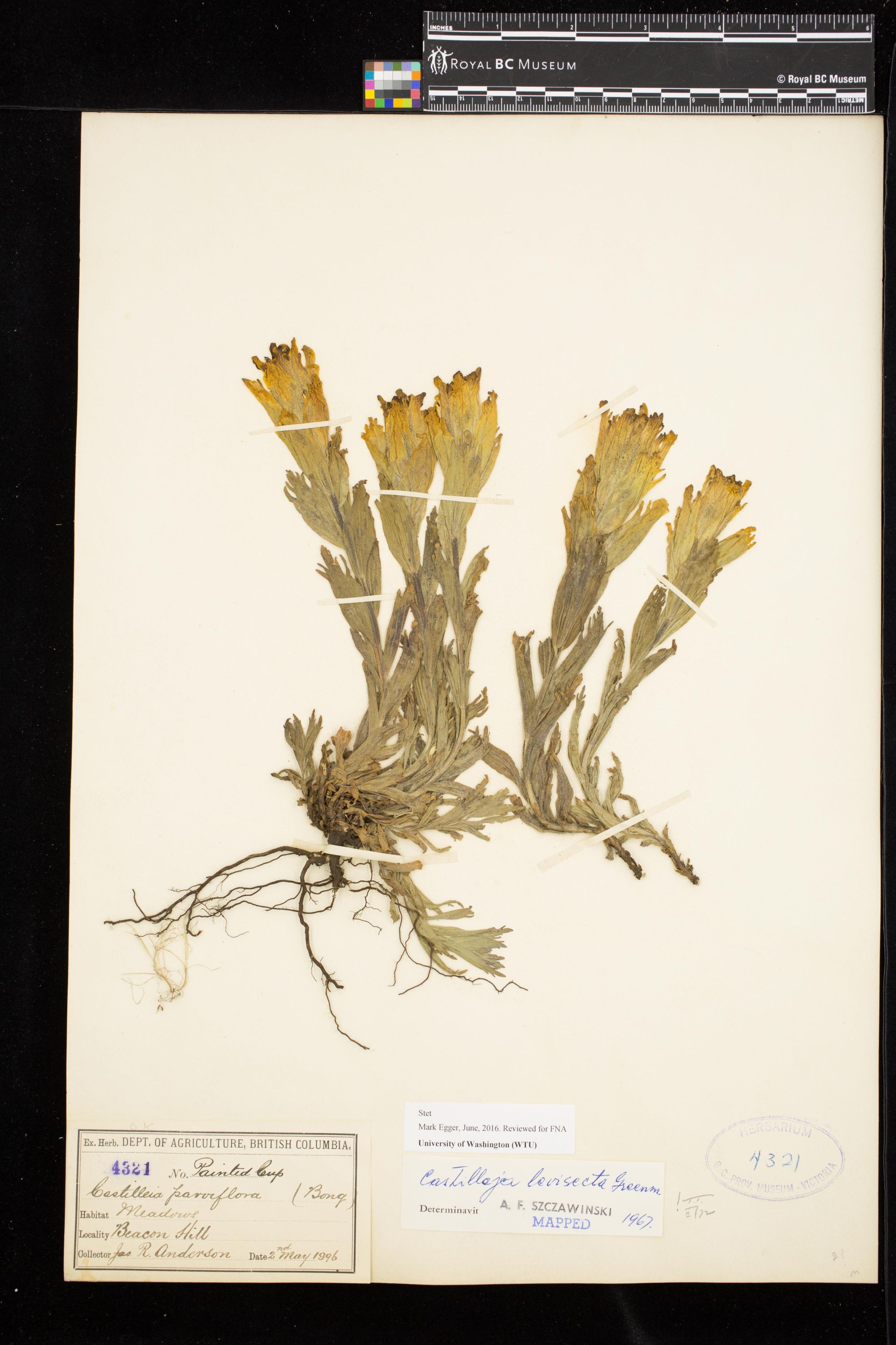 Image representing Castilleja levisecta.