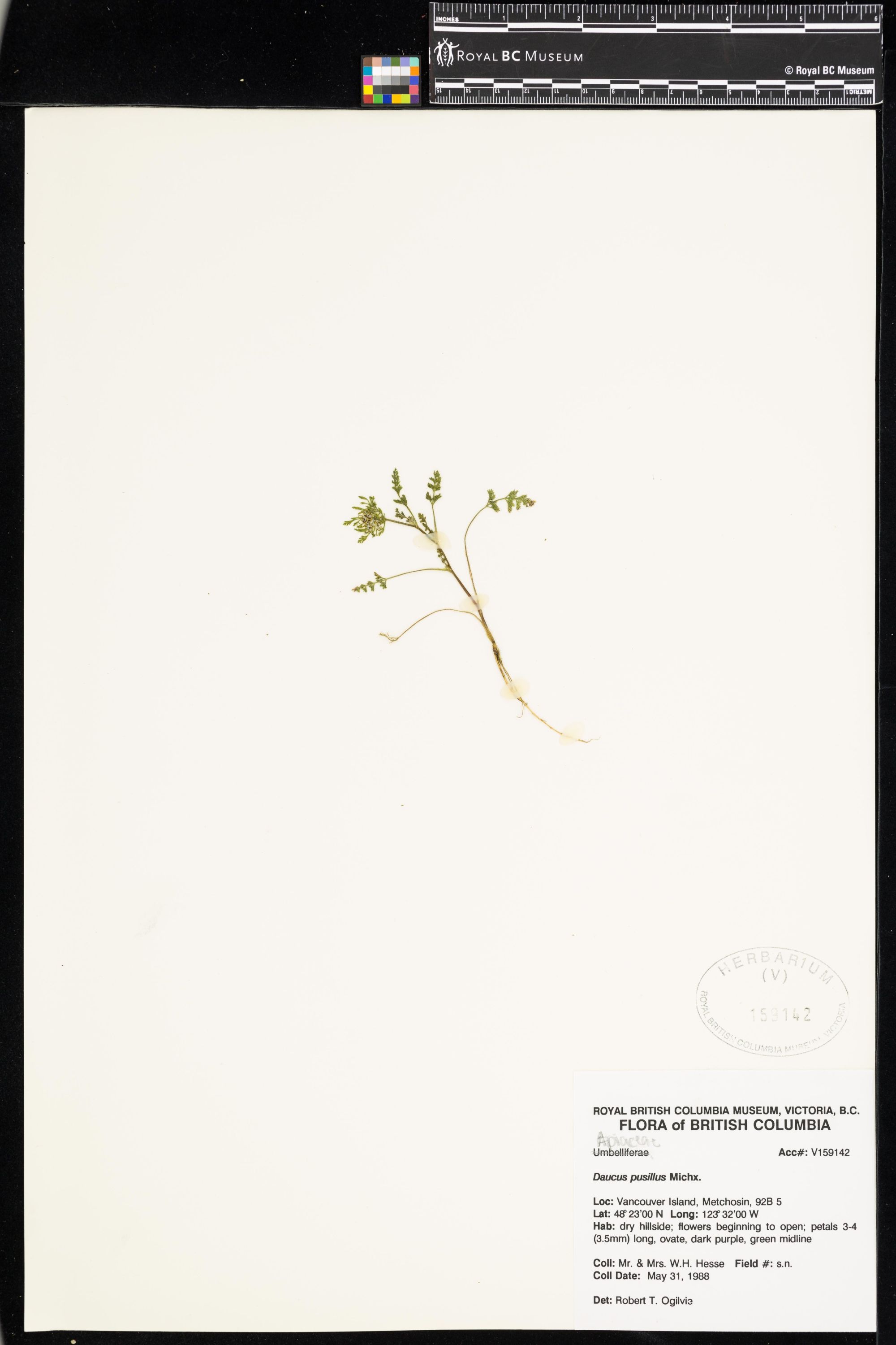 Image representing Daucus pusillus.