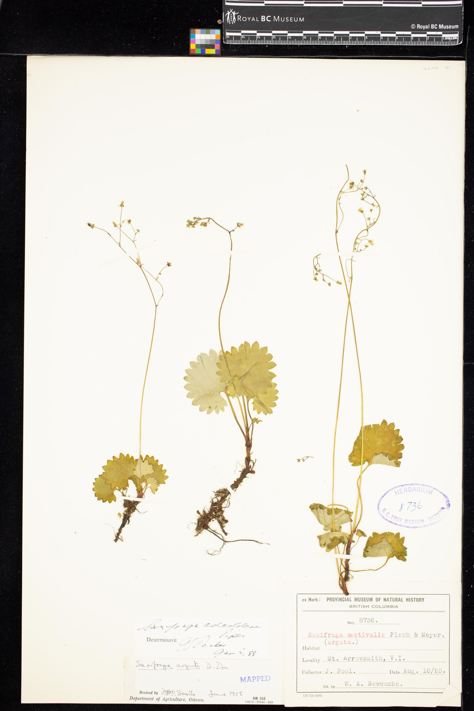 Image representing Saxifraga odontoloma.