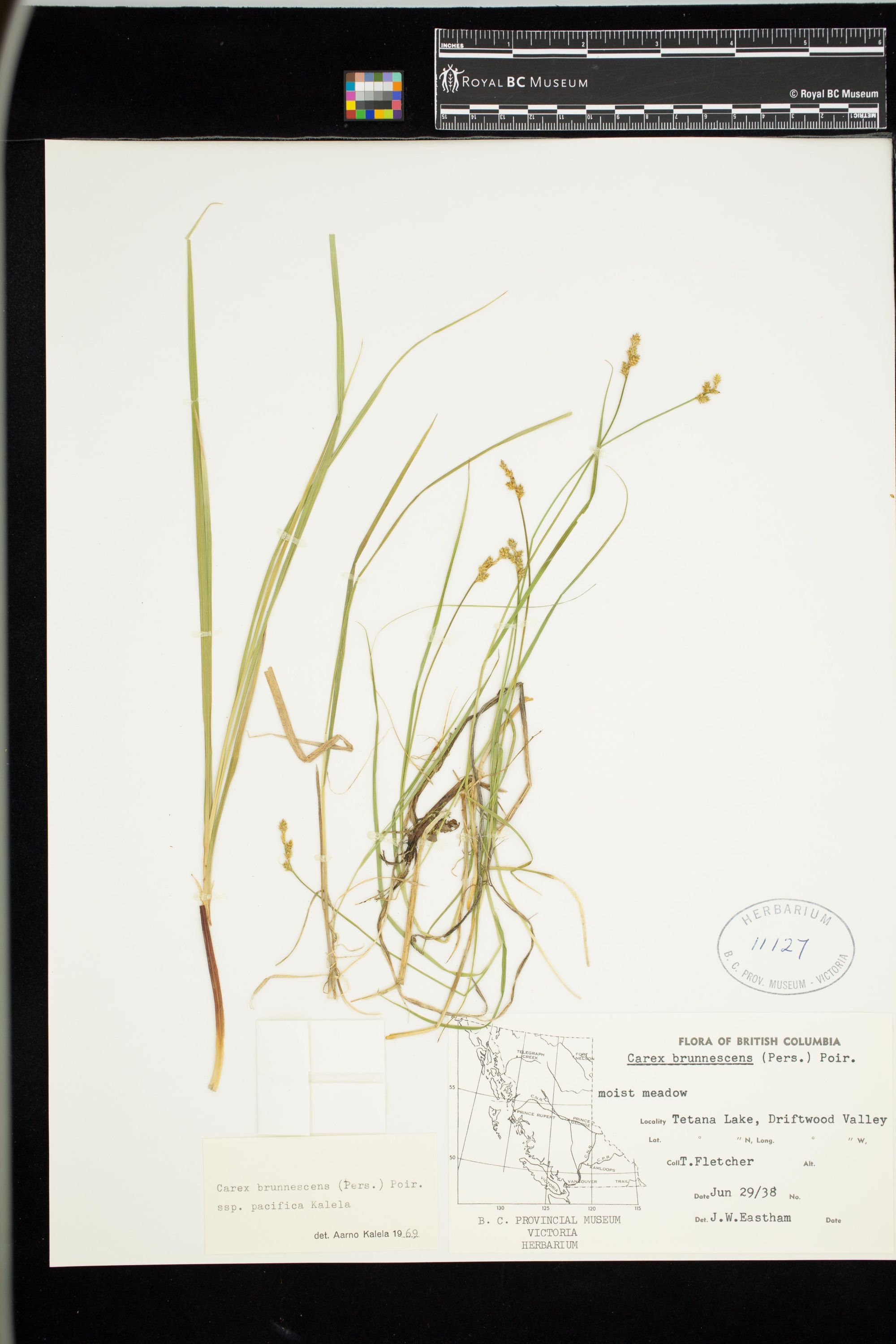 Image representing Carex brunnescens ssp. pacifica.