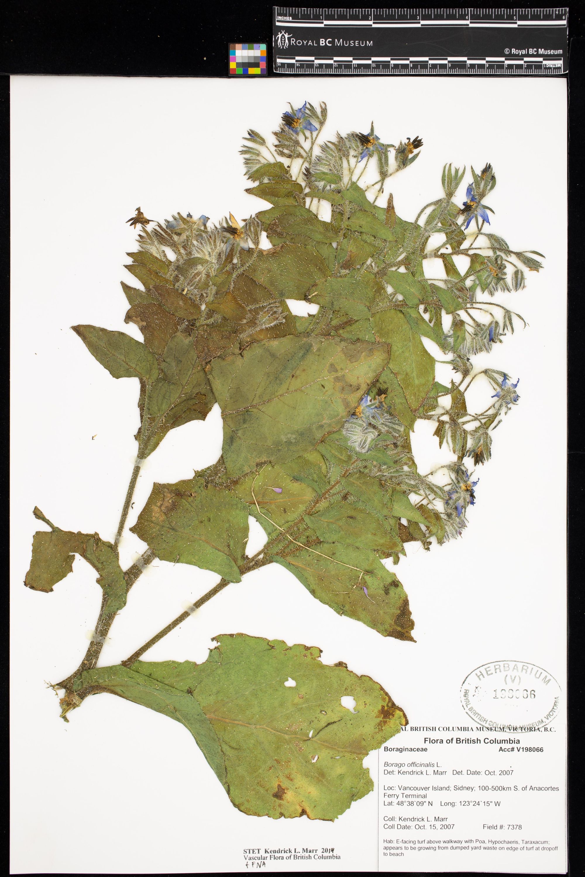 Image representing Borago officinalis.