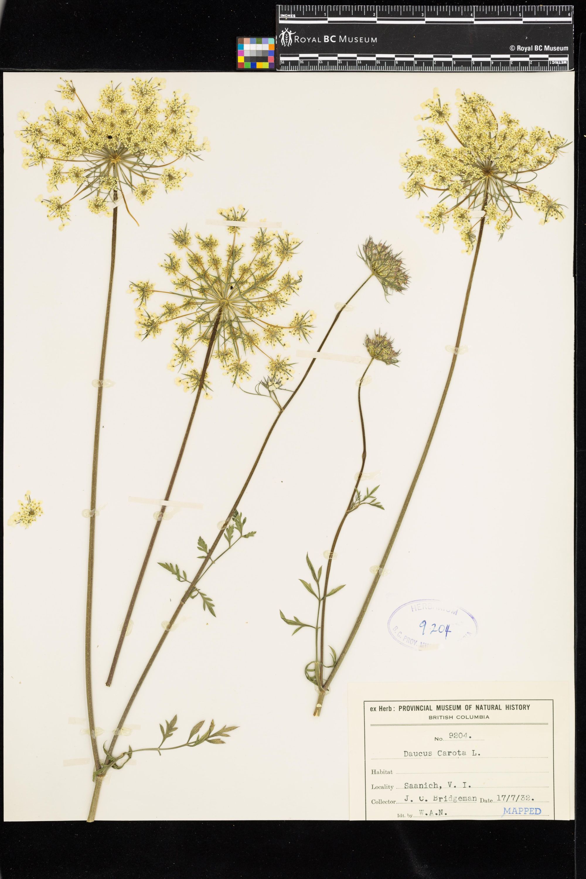 Image representing Daucus carota.