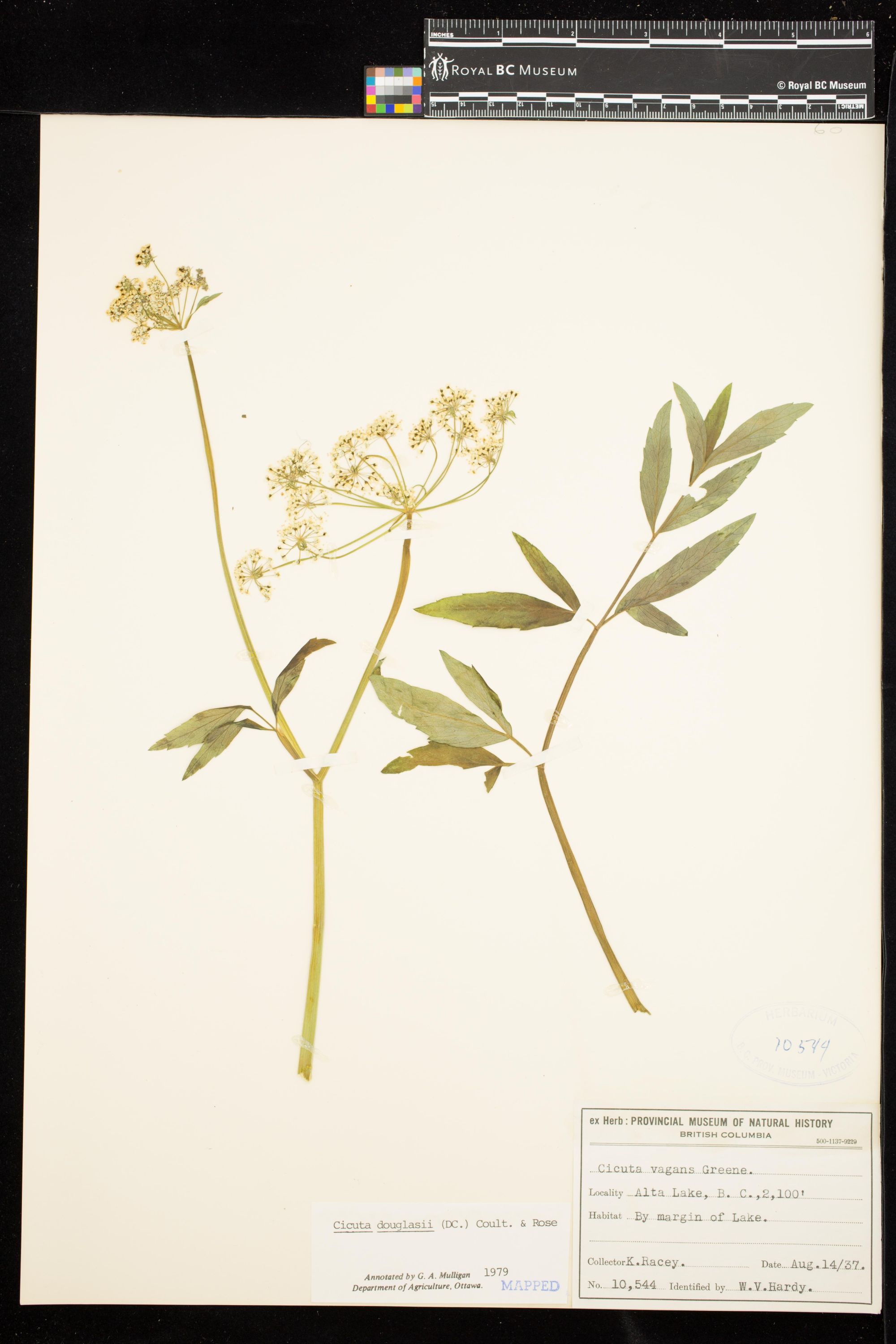 Image representing Rosa gymnocarpa.