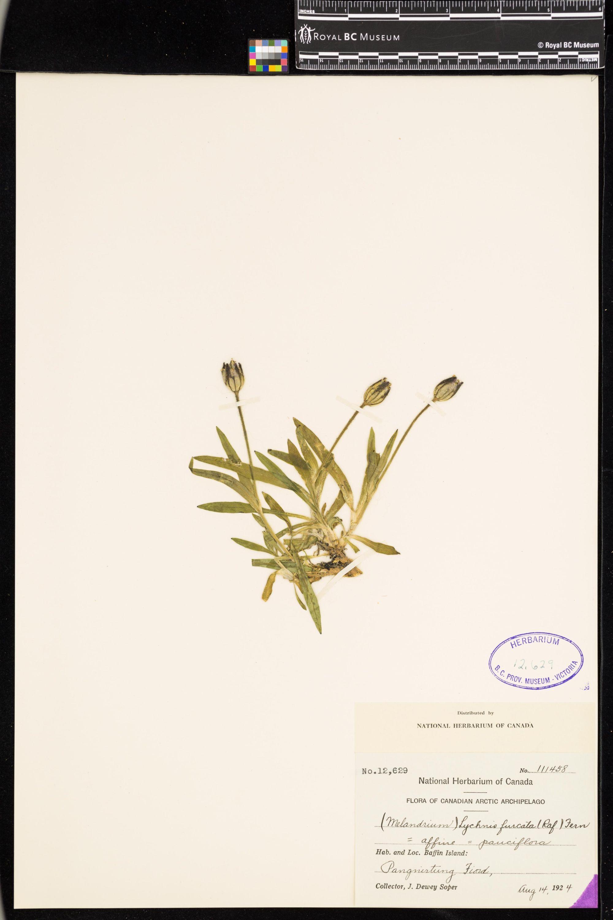 Image representing Silene uralensis ssp. uralensis.