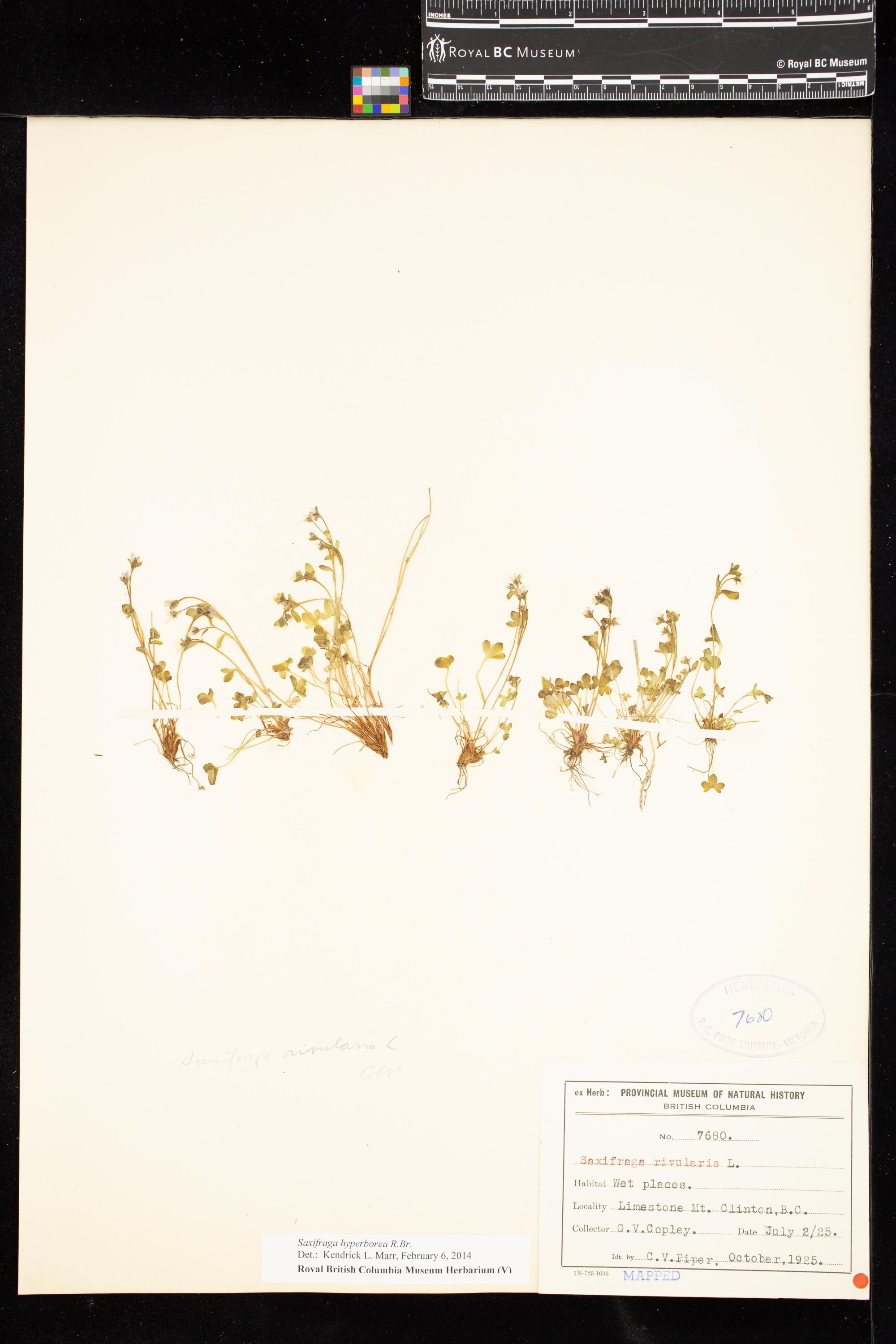 Image representing Saxifraga hyperborea.