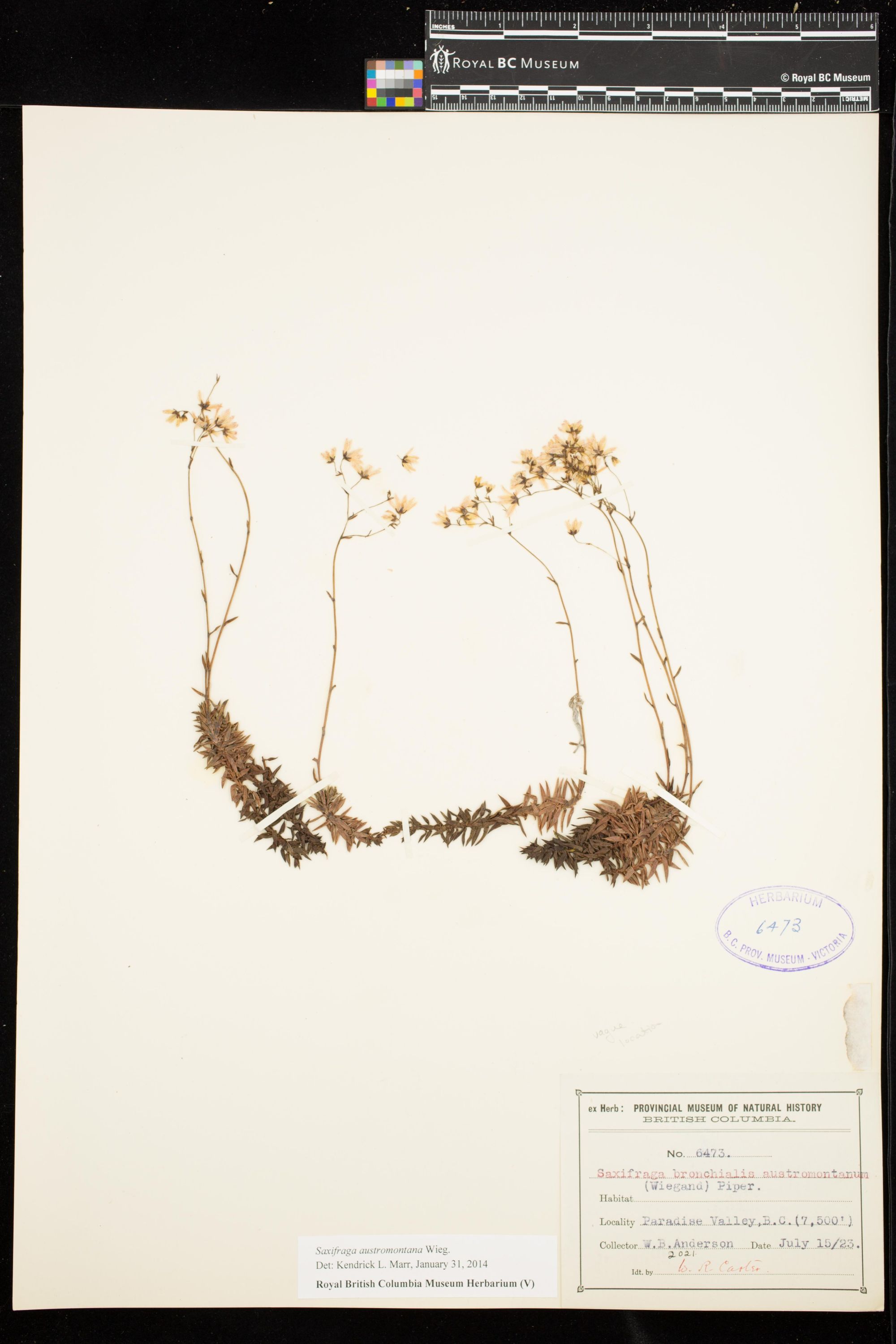 Image representing Saxifraga austromontana.