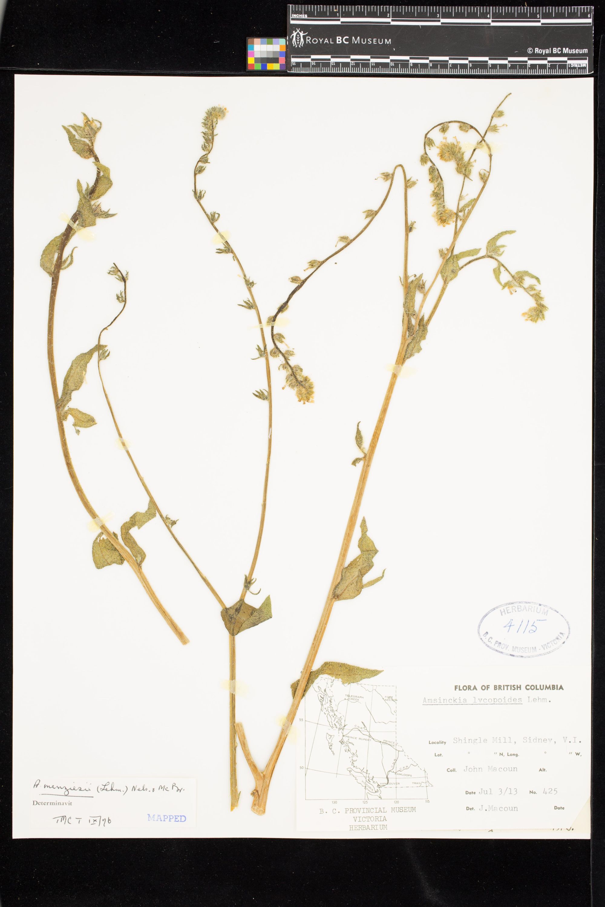 Image representing Amsinckia menziesii.