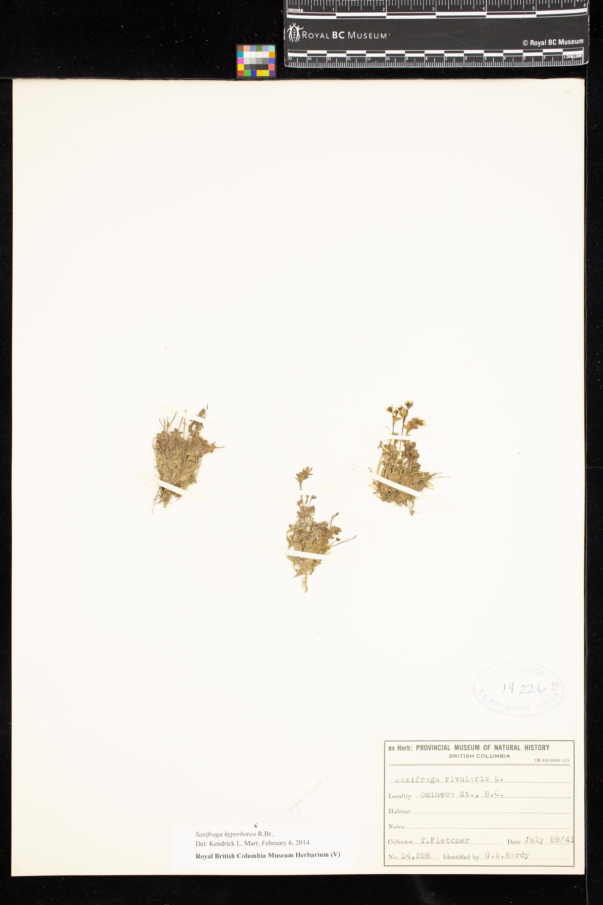 Image representing Saxifraga hyperborea.