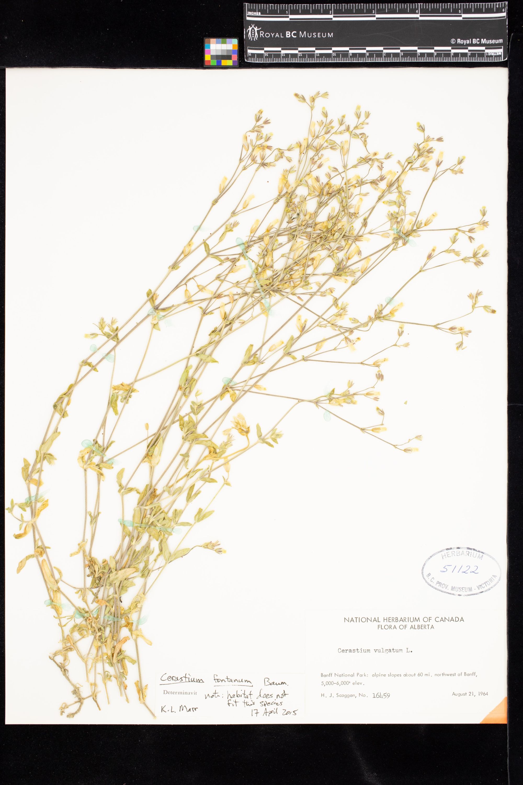 Image representing Cerastium fontanum ssp. vulgare.