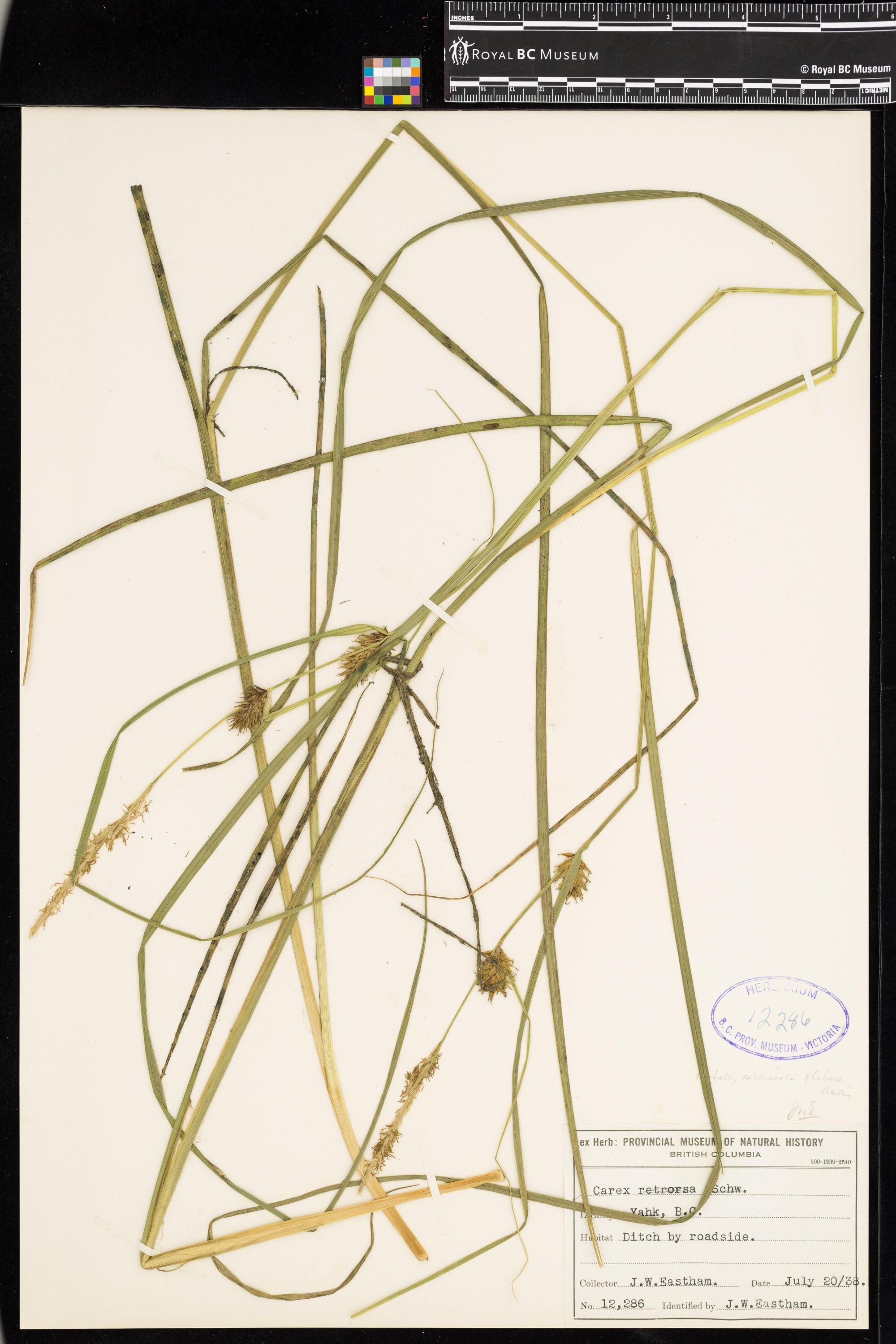 Image representing Carex exsiccata.