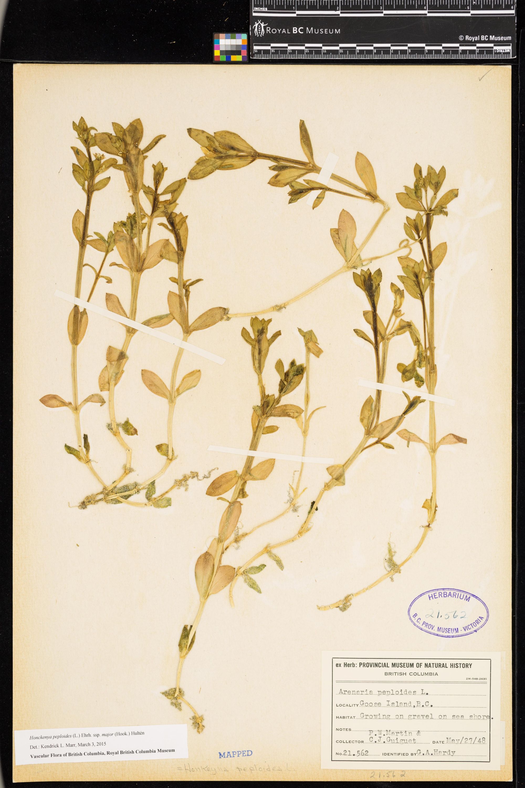 Image representing Honckenya peploides ssp. major.