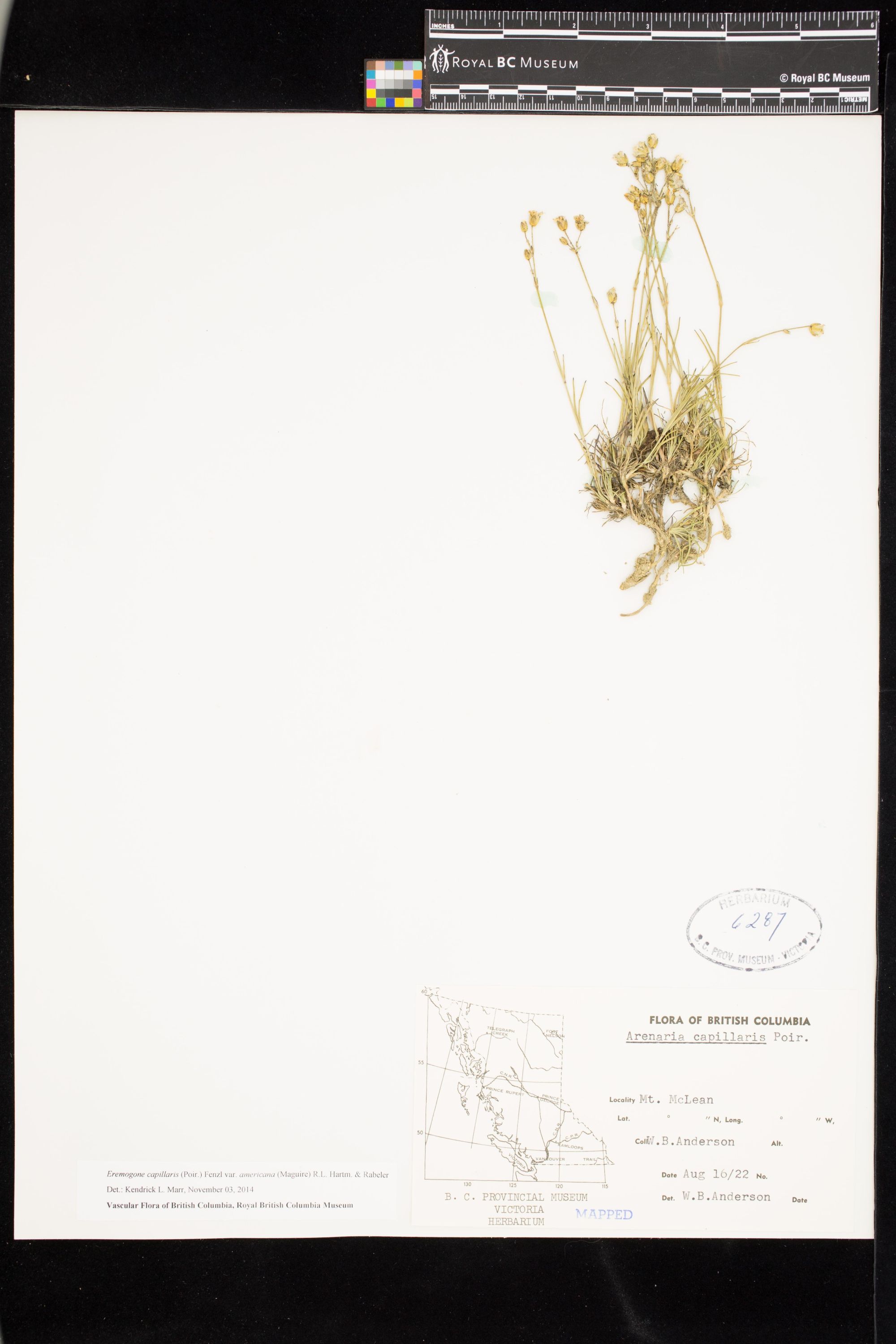 Image representing Eremogone capillaris var. americana.