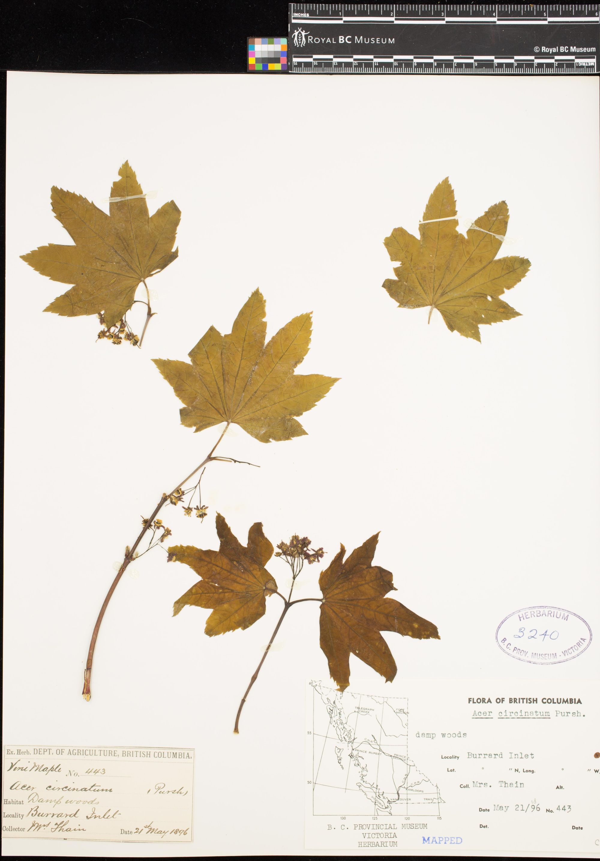 Image representing Acer circinatum.