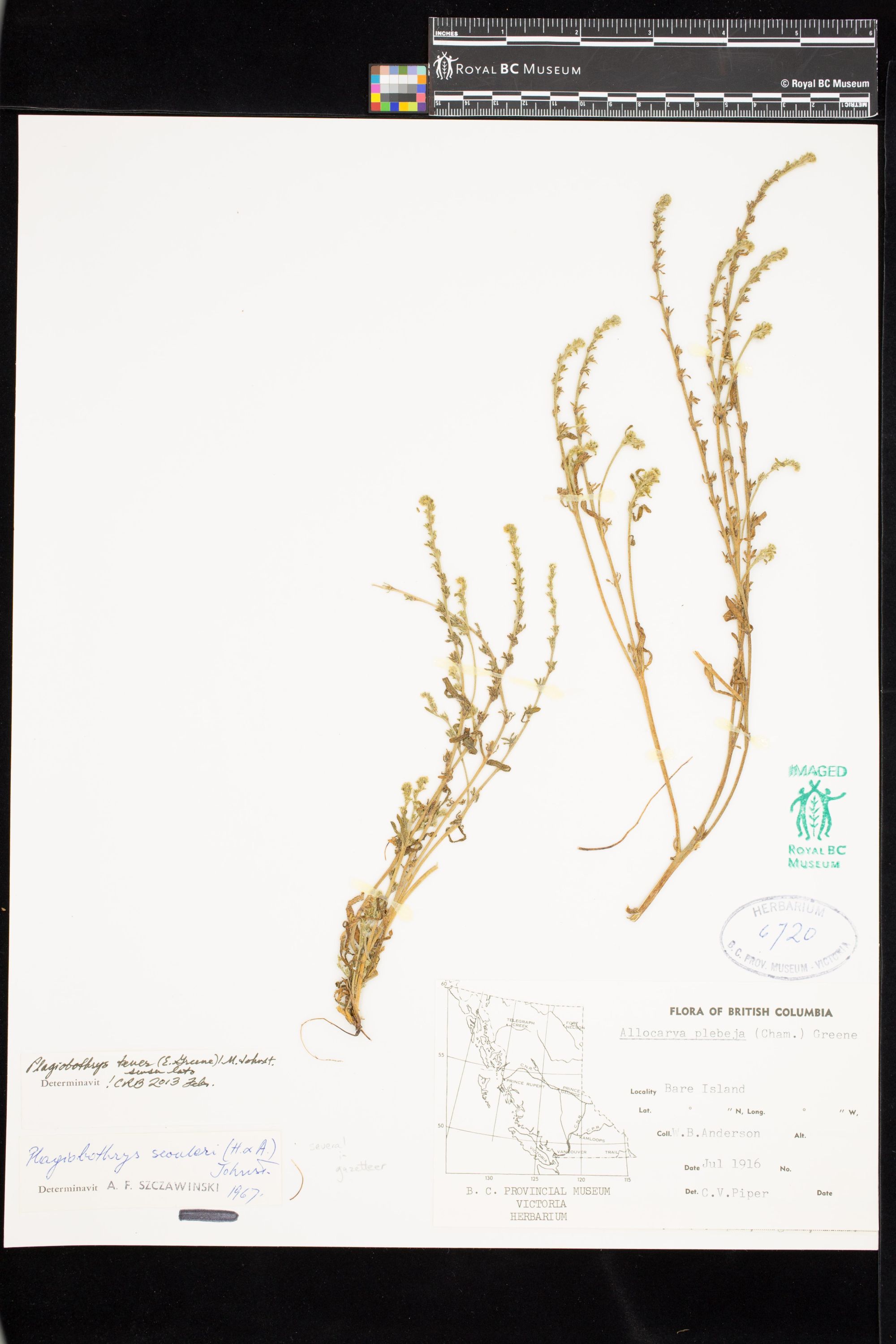 Image representing Plagiobothrys tener.