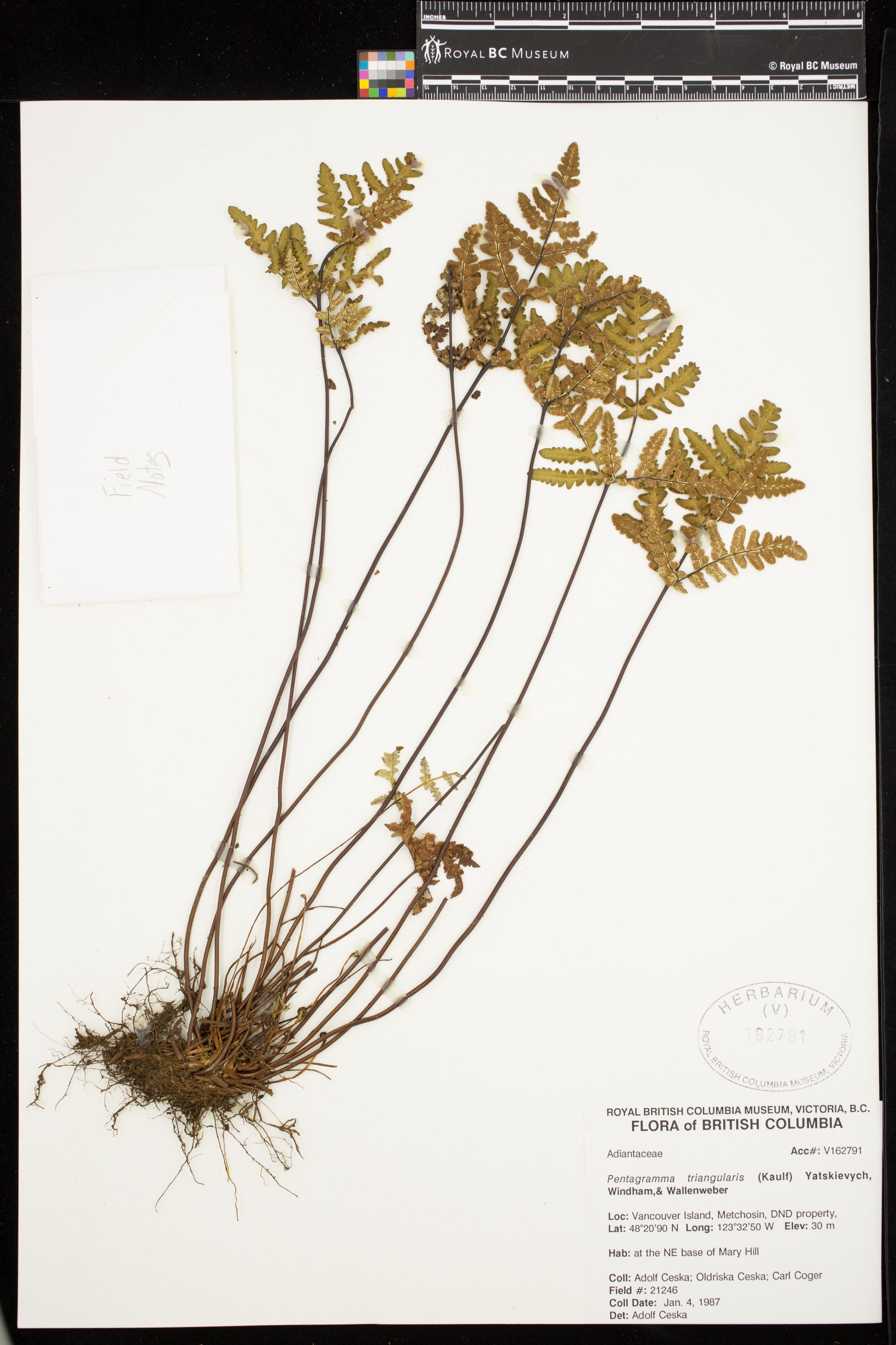 Image representing Pentagramma triangularis.