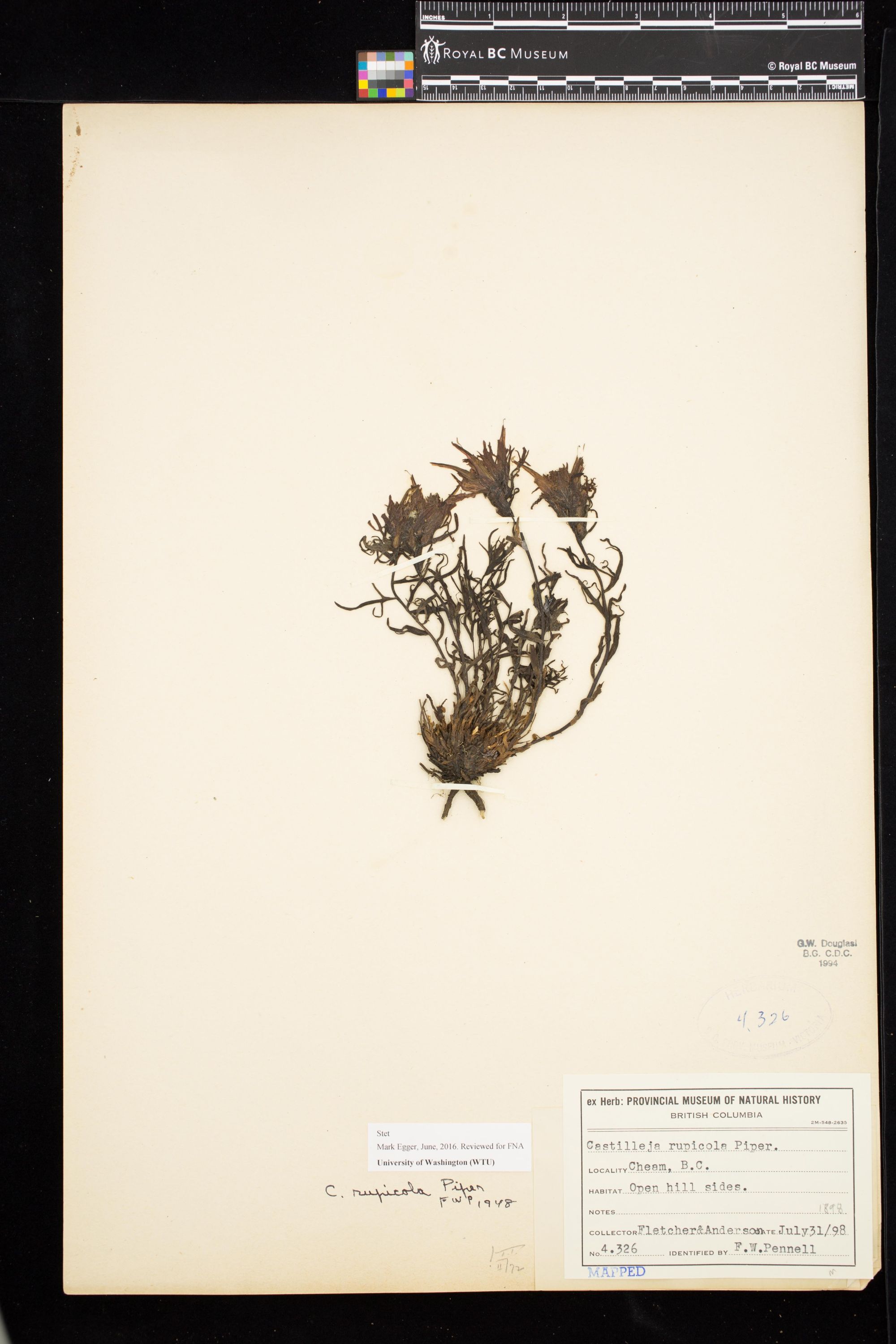 Image representing Castilleja rupicola.