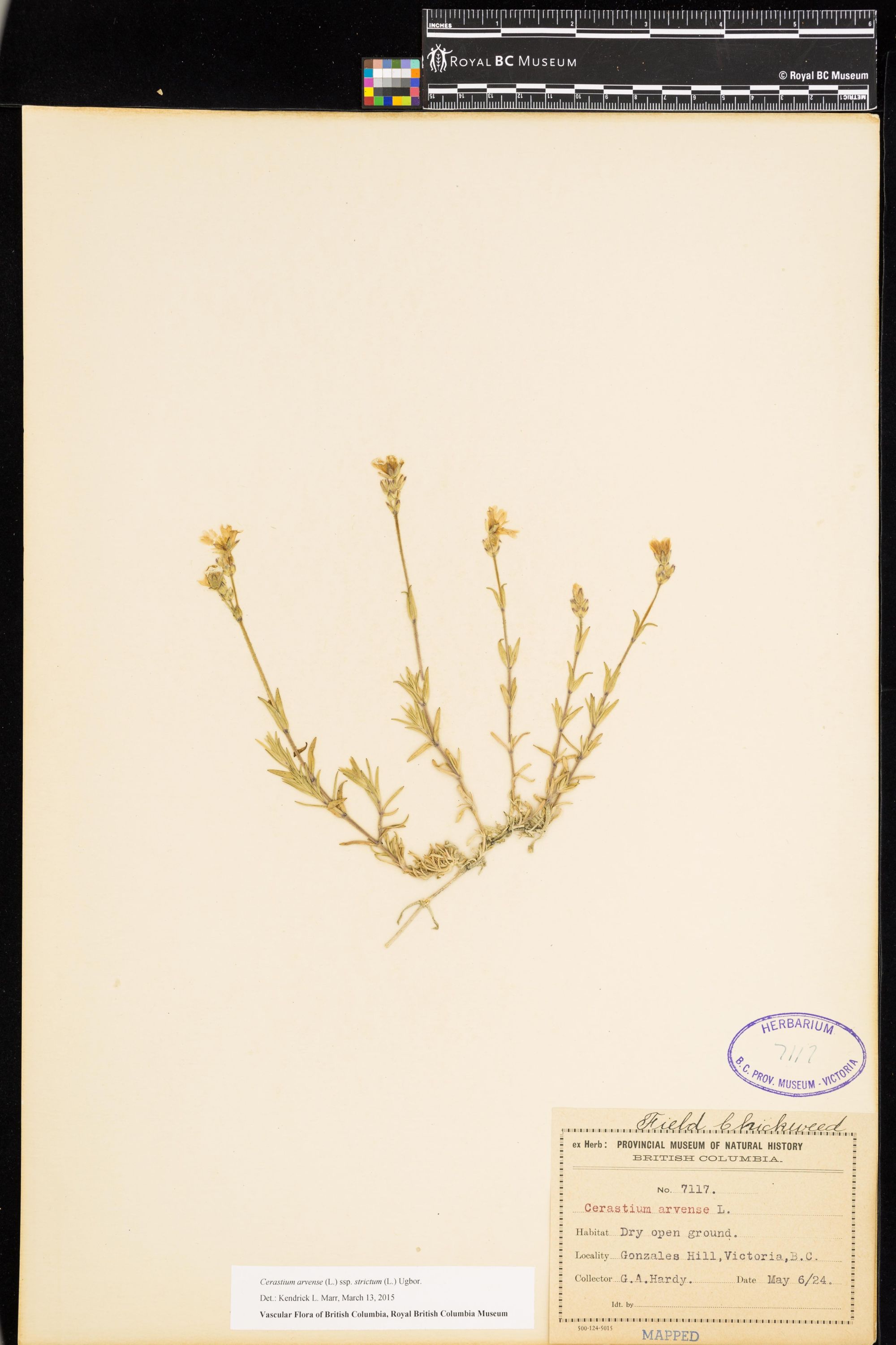 Image representing Cerastium arvense ssp. strictum.