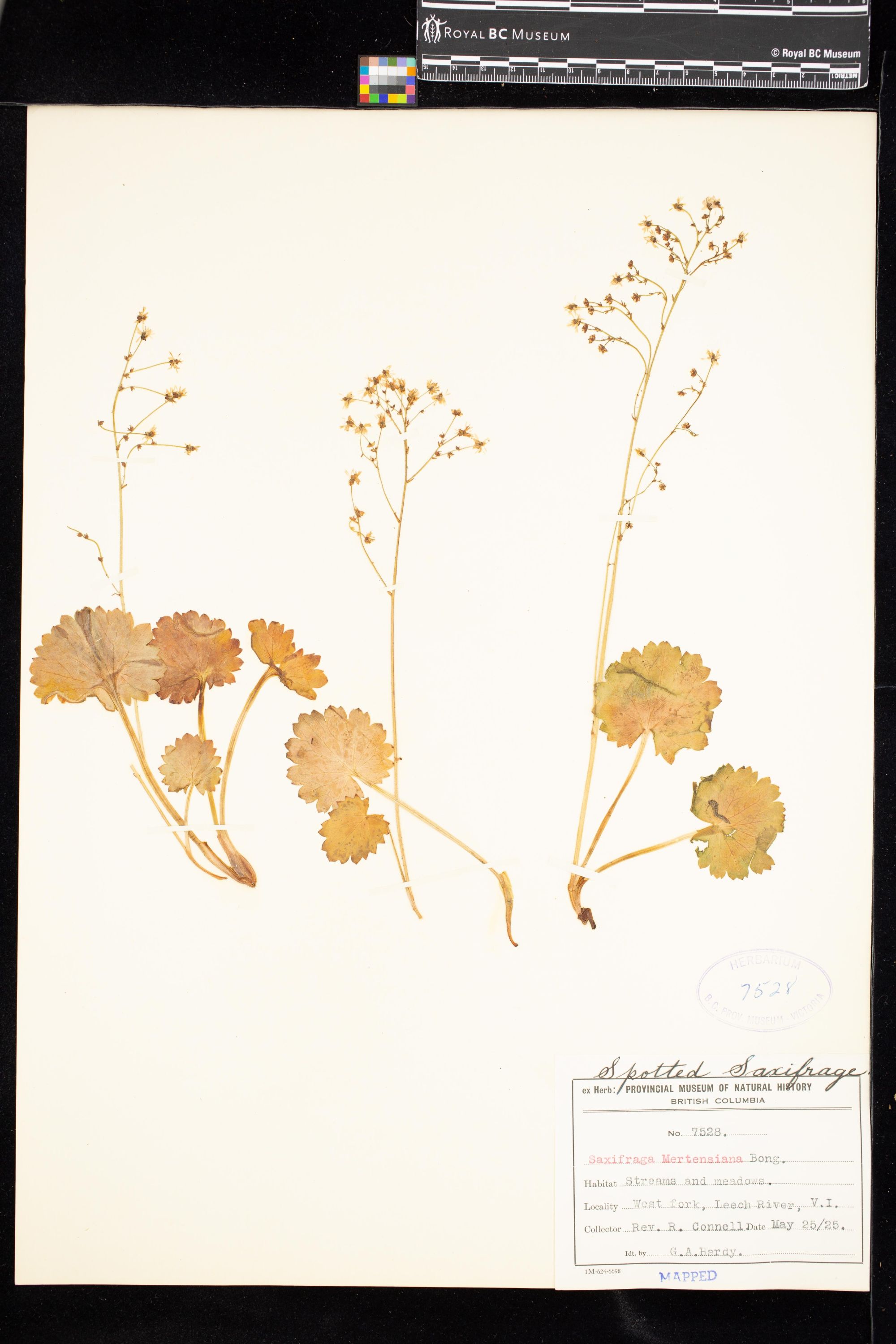 Image representing Saxifraga mertensiana.