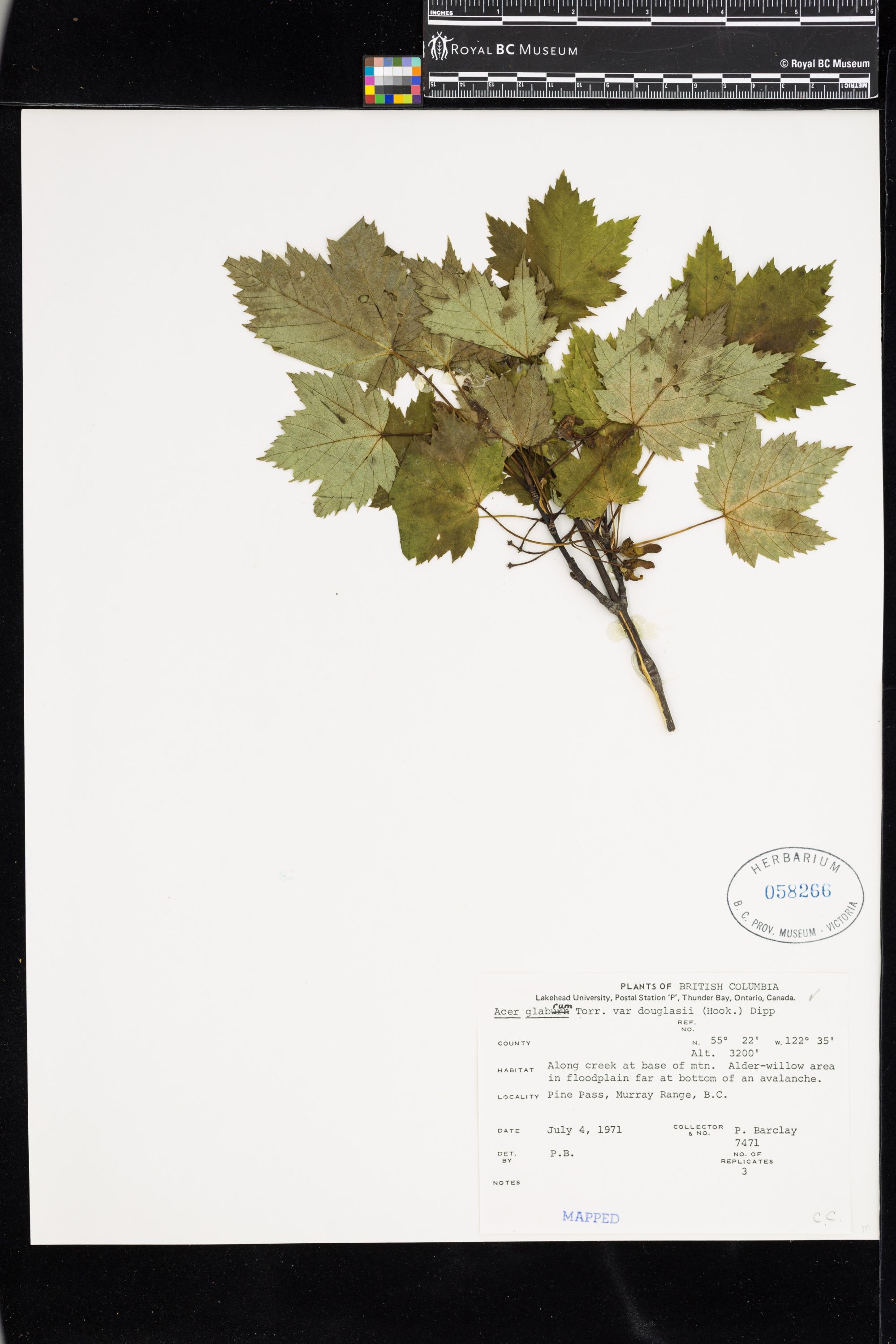 Image representing Acer glabrum var. douglasii.