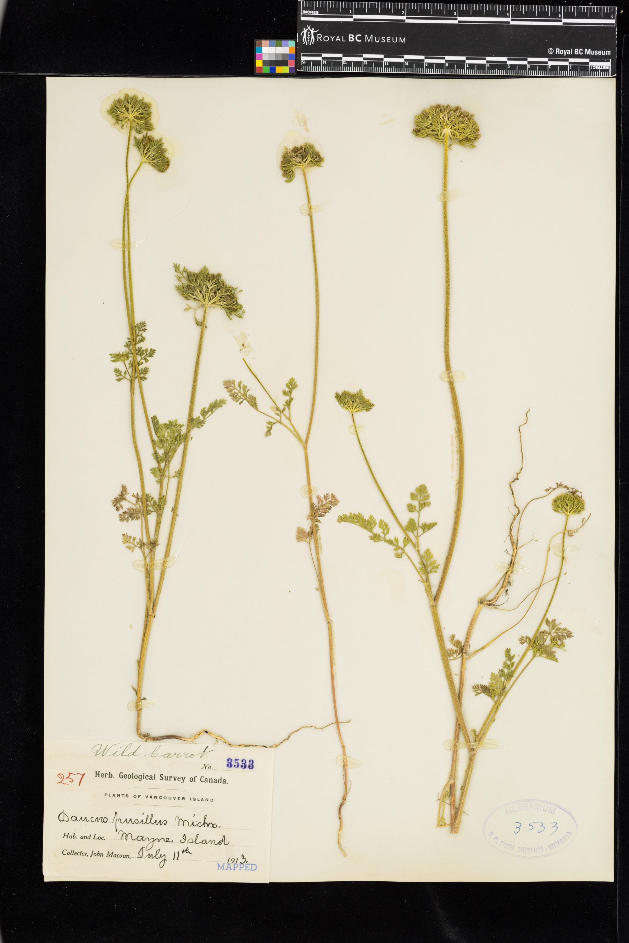 Image representing Daucus pusillus.