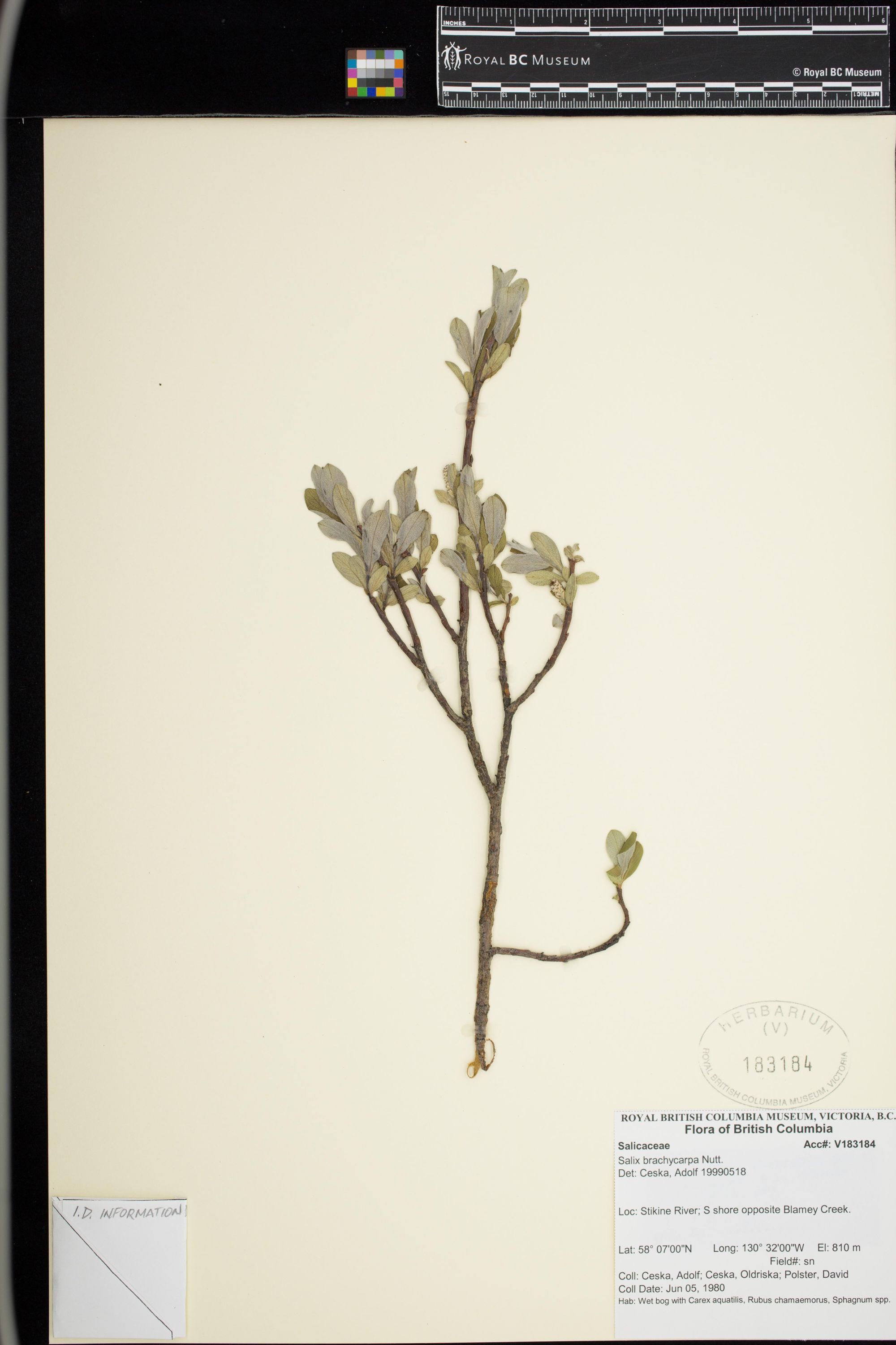 Image representing Salix brachycarpa.