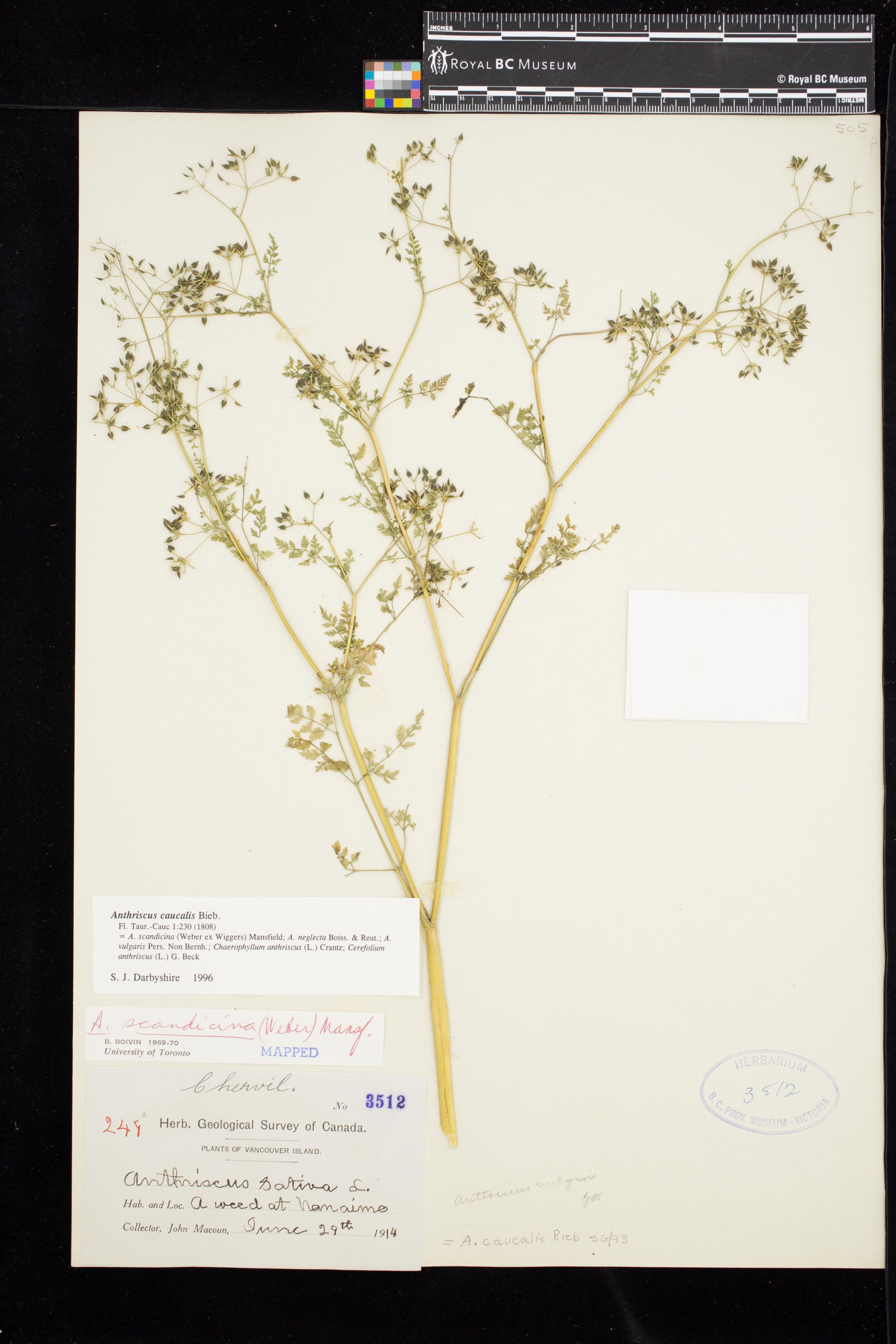 Image representing Anthriscus caucalis.