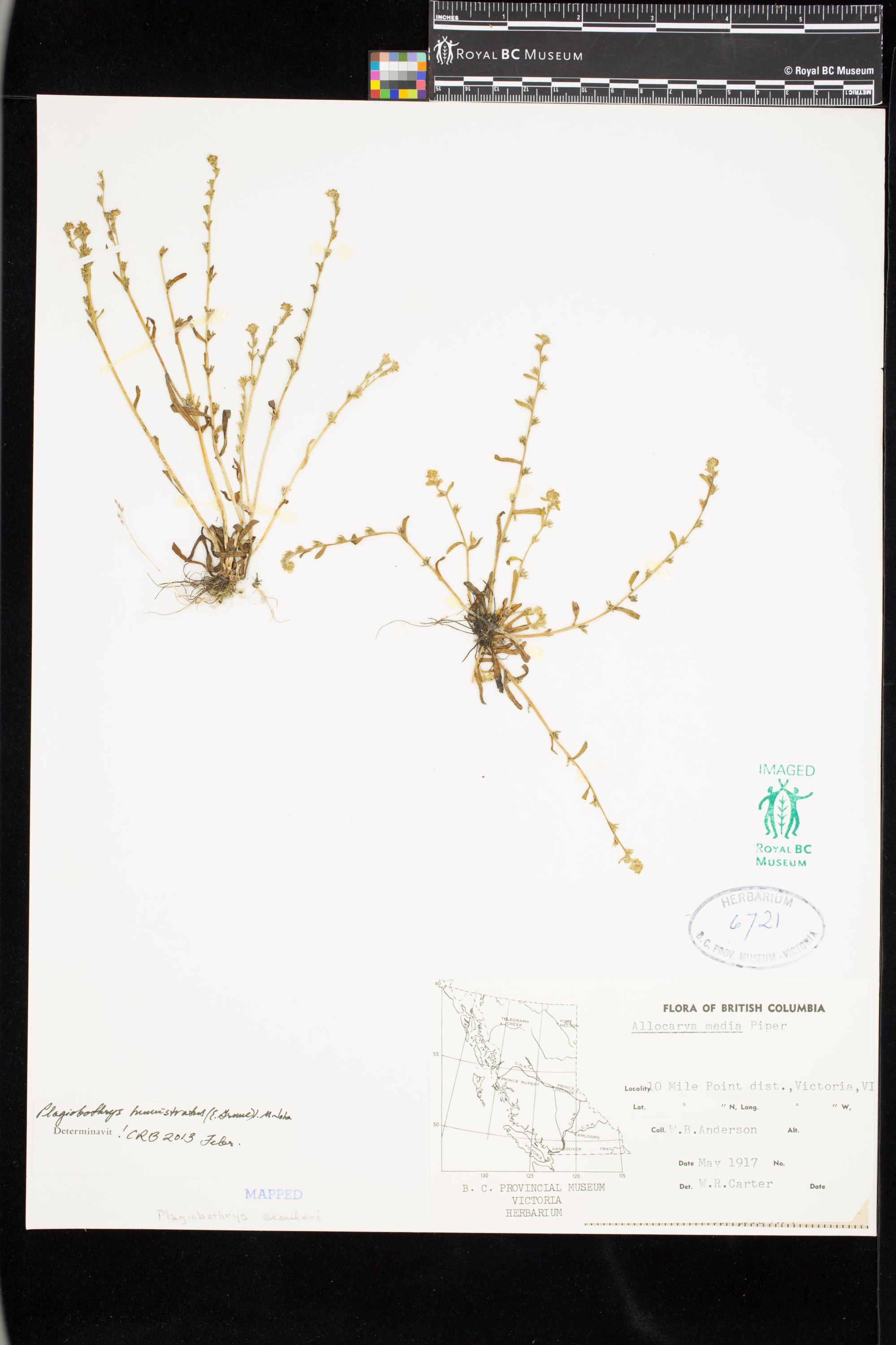 Image representing Plagiobothrys humistratus.