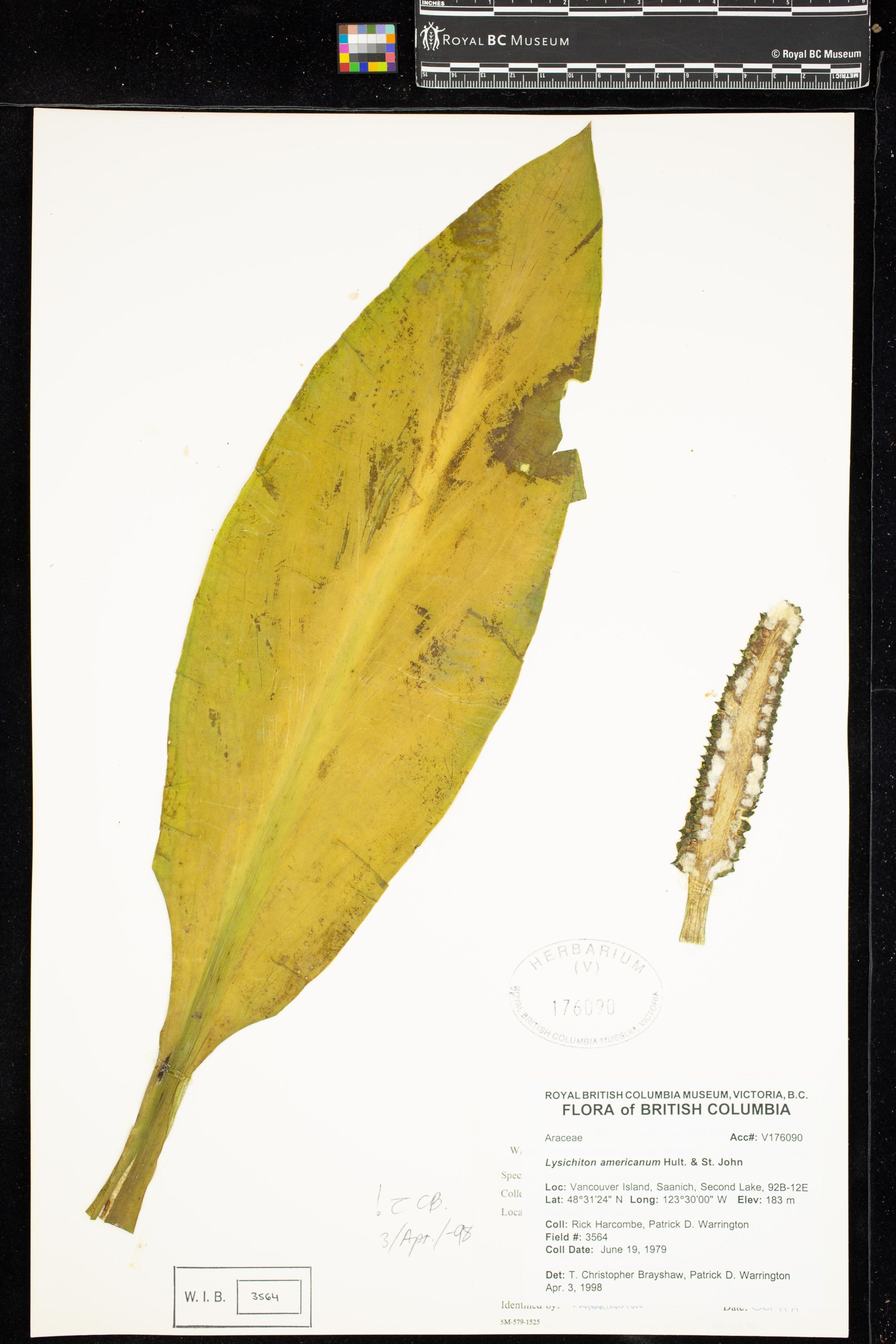 Image representing Lysichiton americanum.