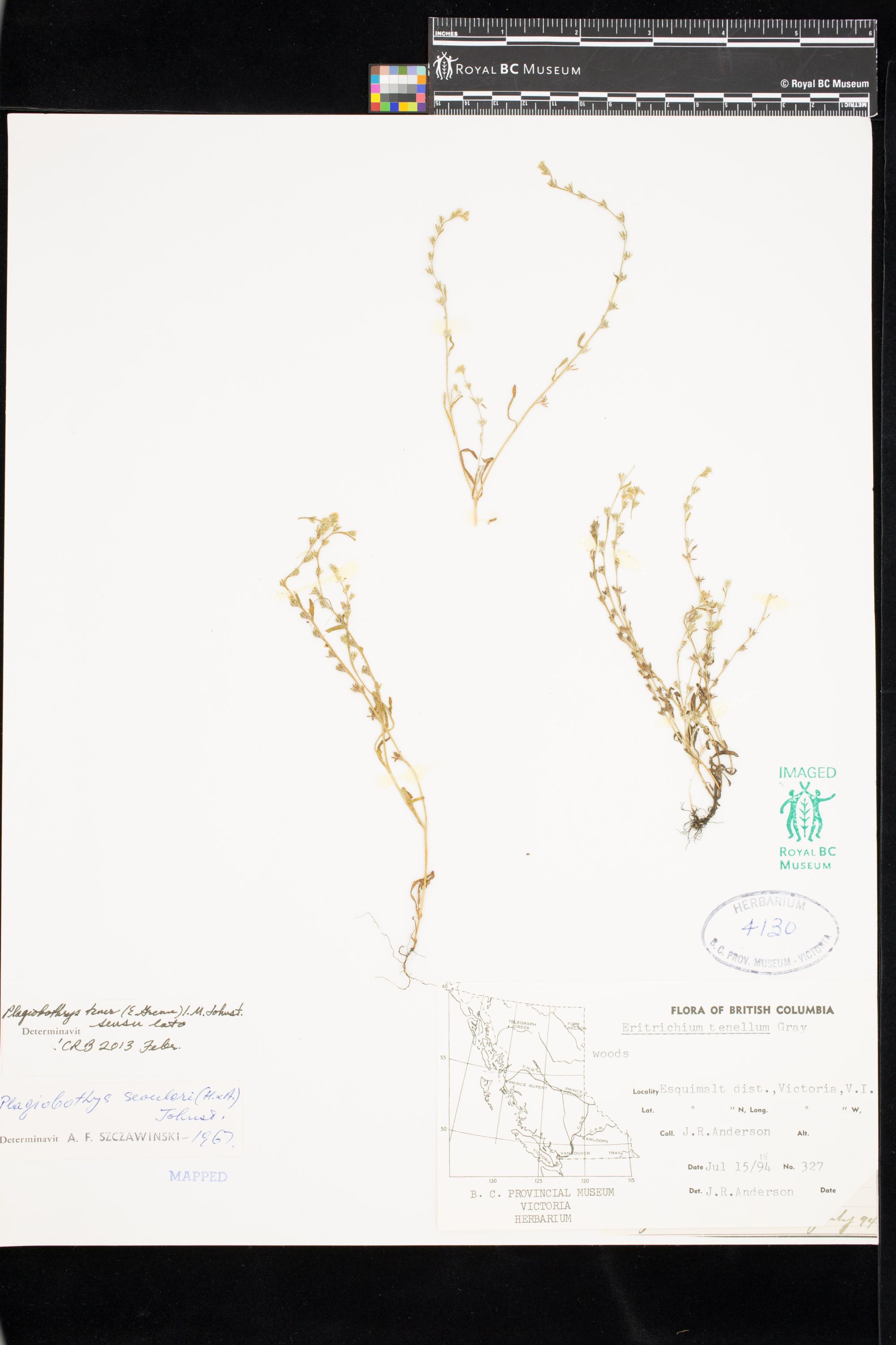 Image representing Plagiobothrys tener.