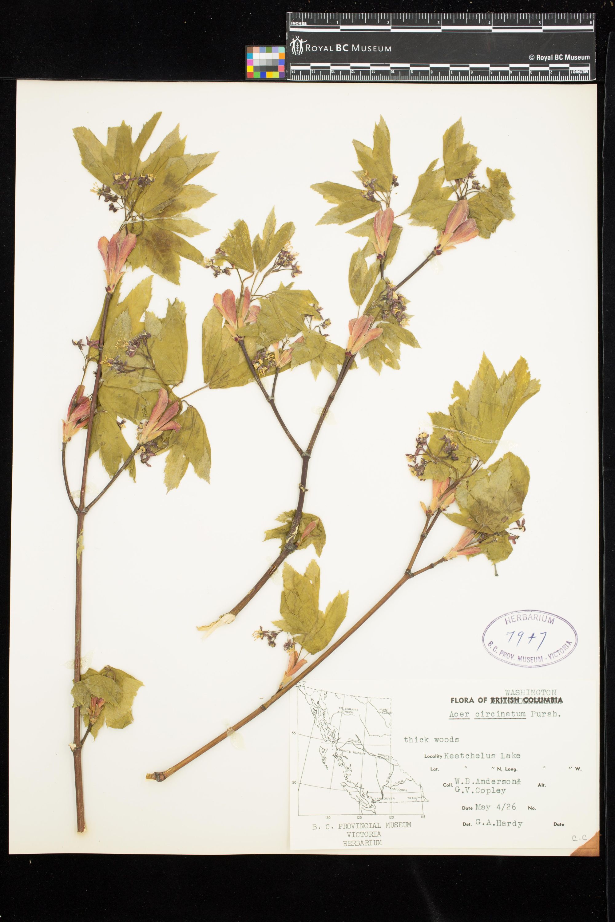 Image representing Acer circinatum.