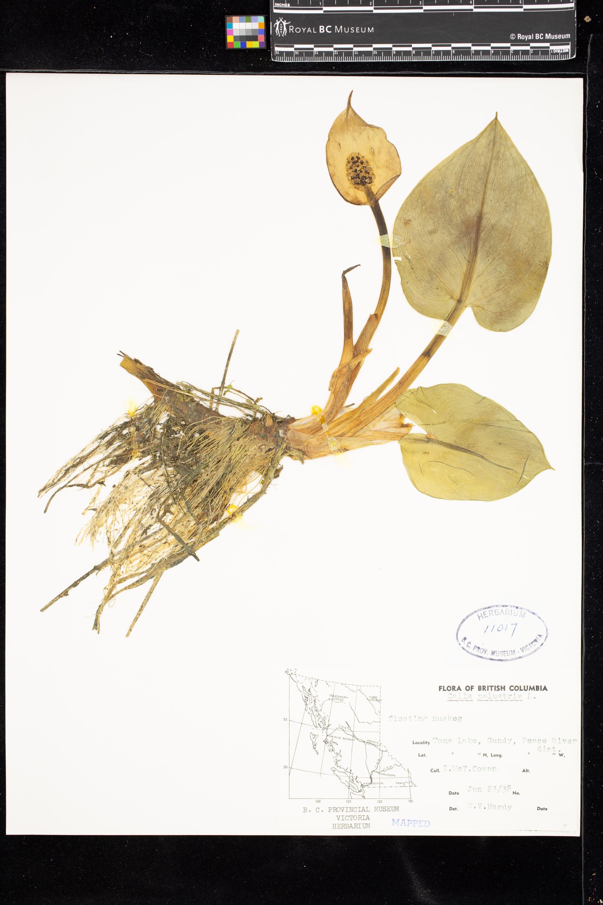 Image representing Calla palustris.