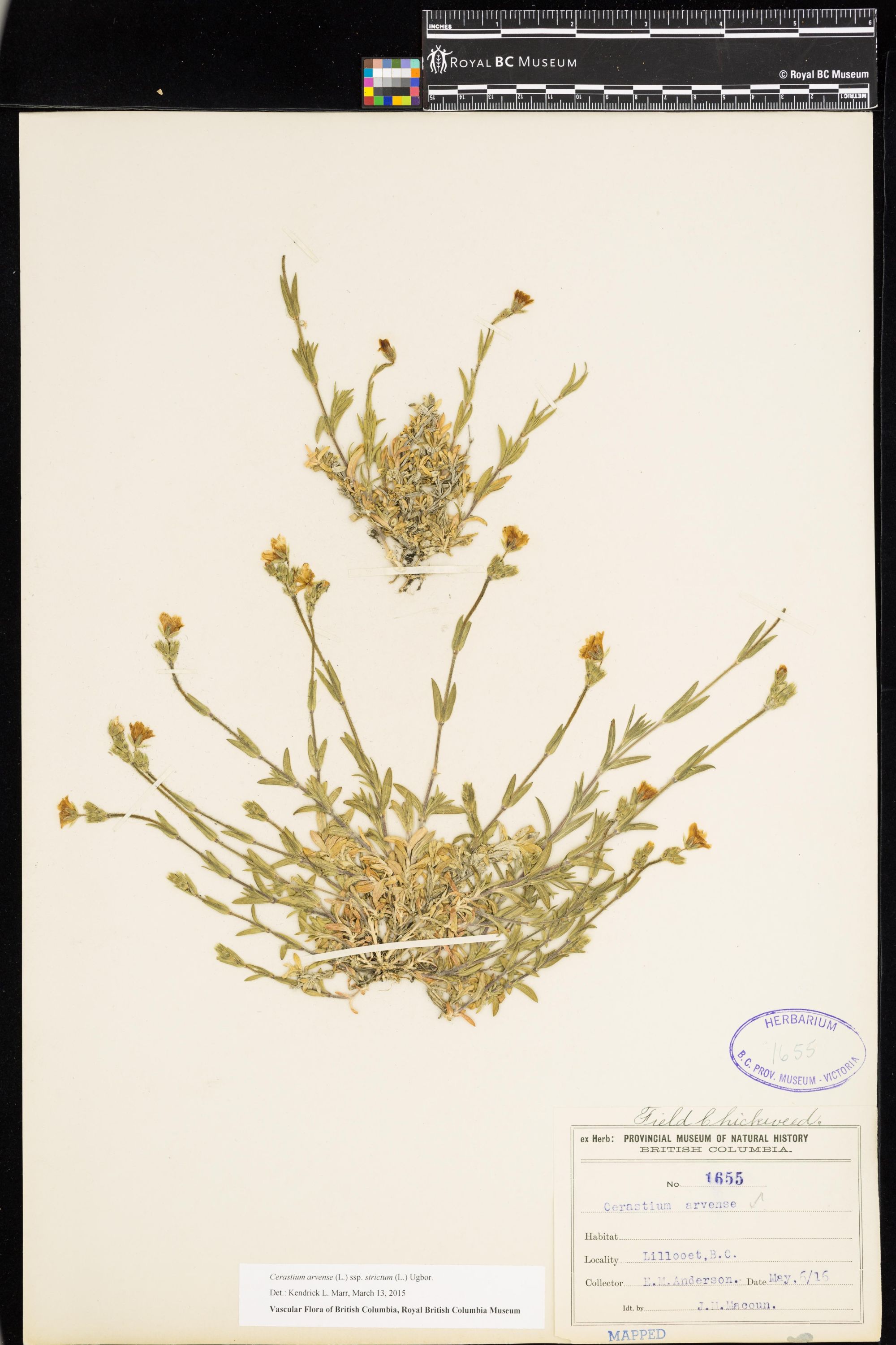 Image représentant Cerastium arvense ssp. strictum