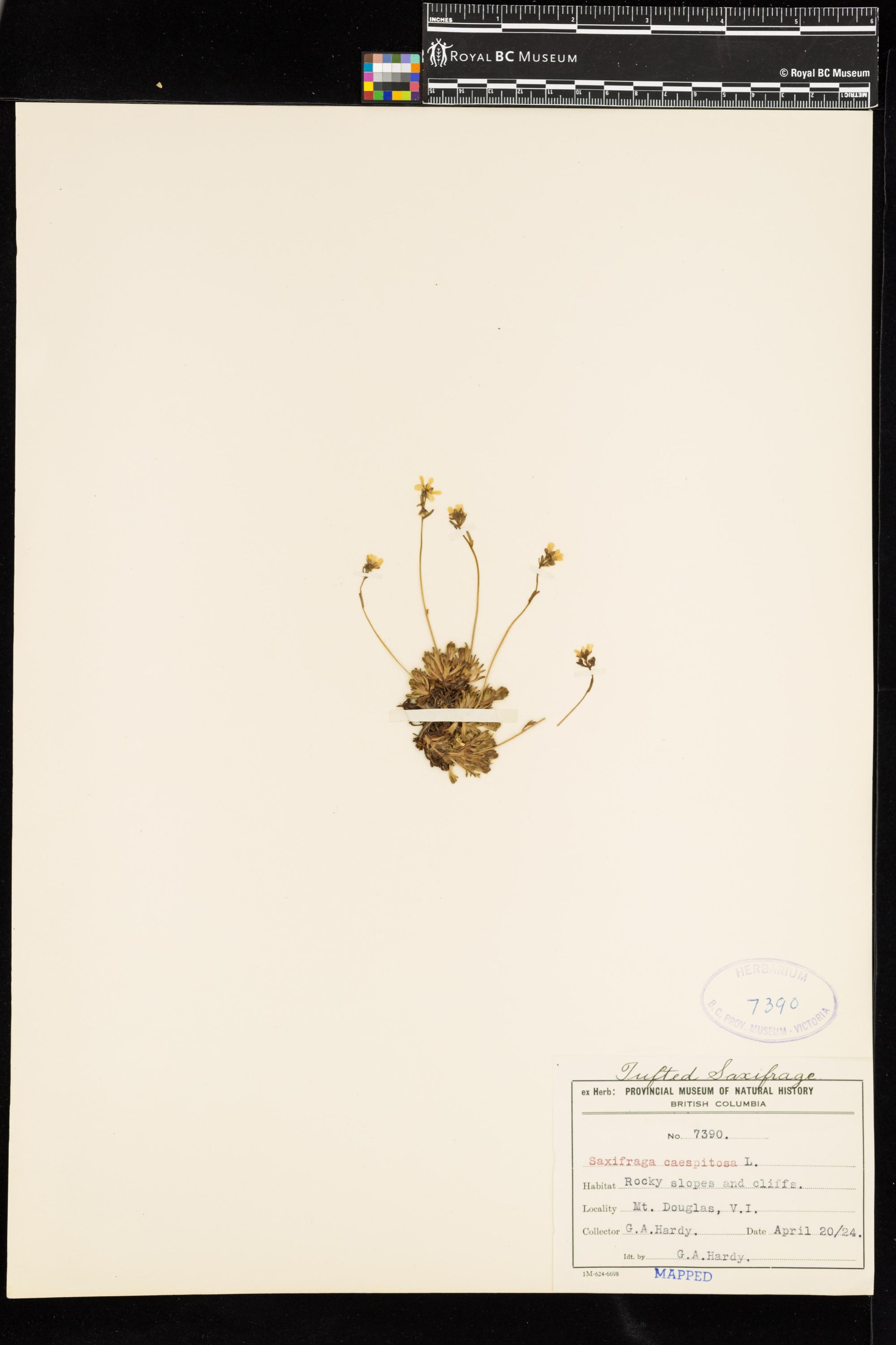 Image representing Saxifraga caespitosa.