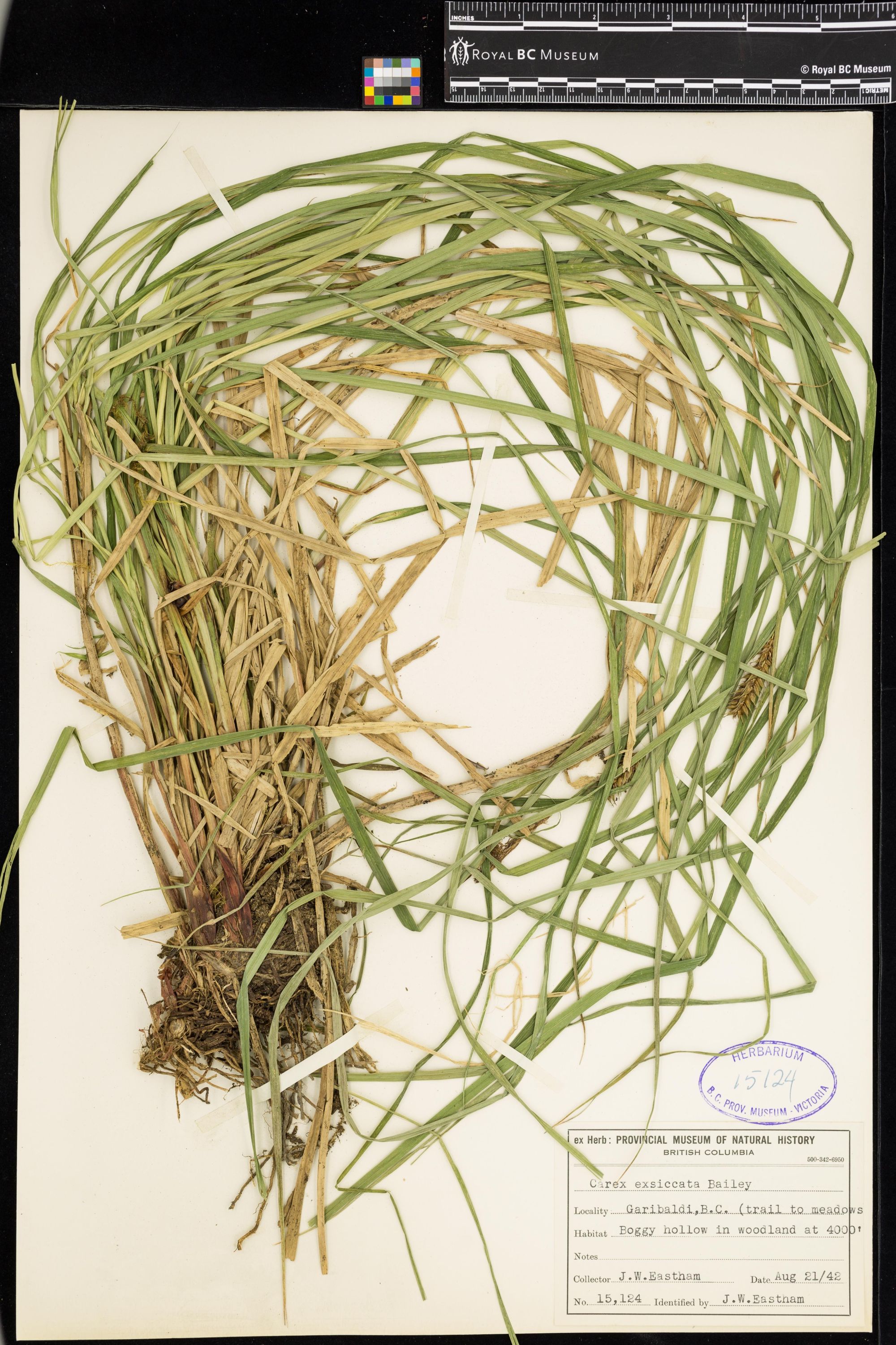 Image representing Carex exsiccata.