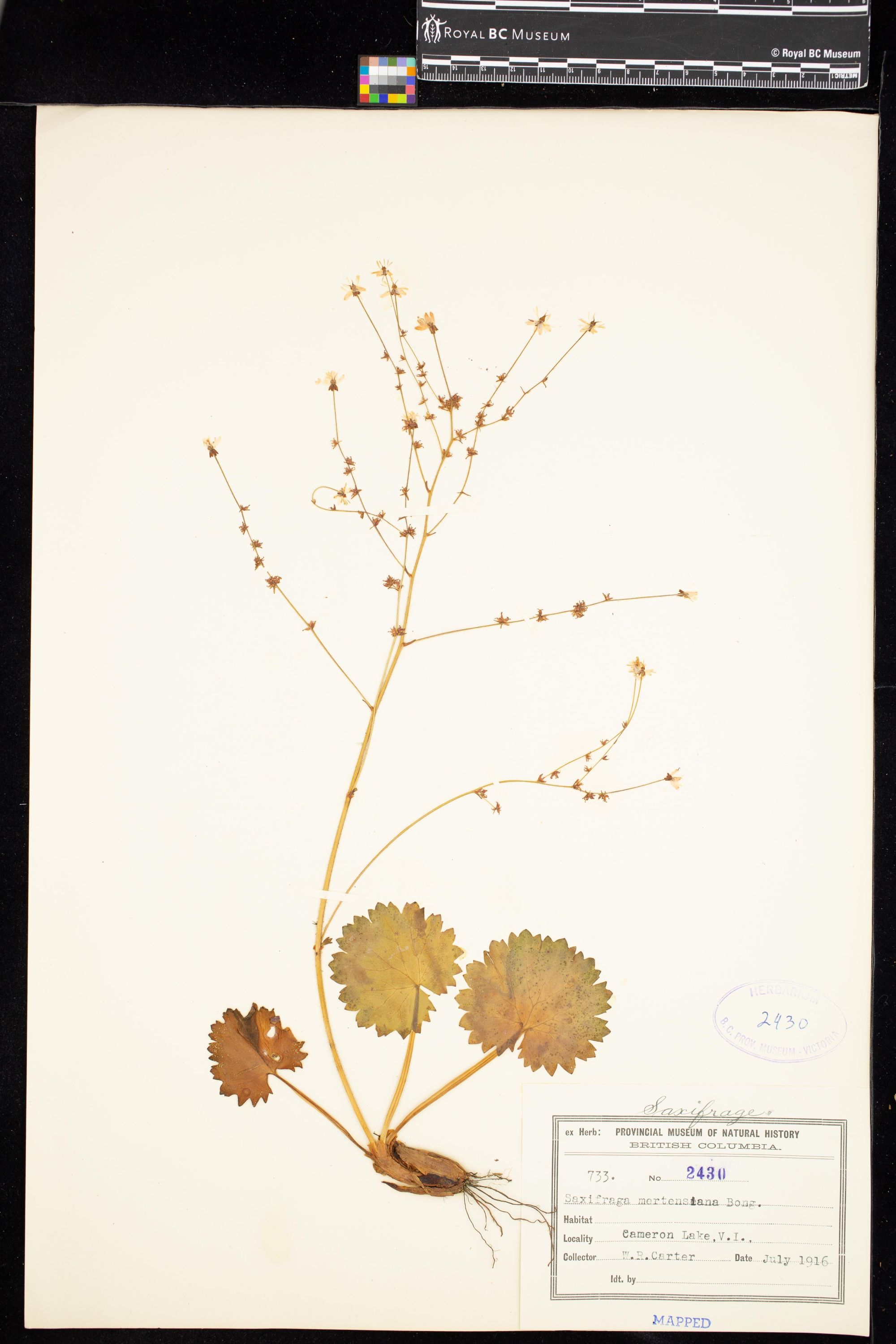 Image representing Saxifraga mertensiana.