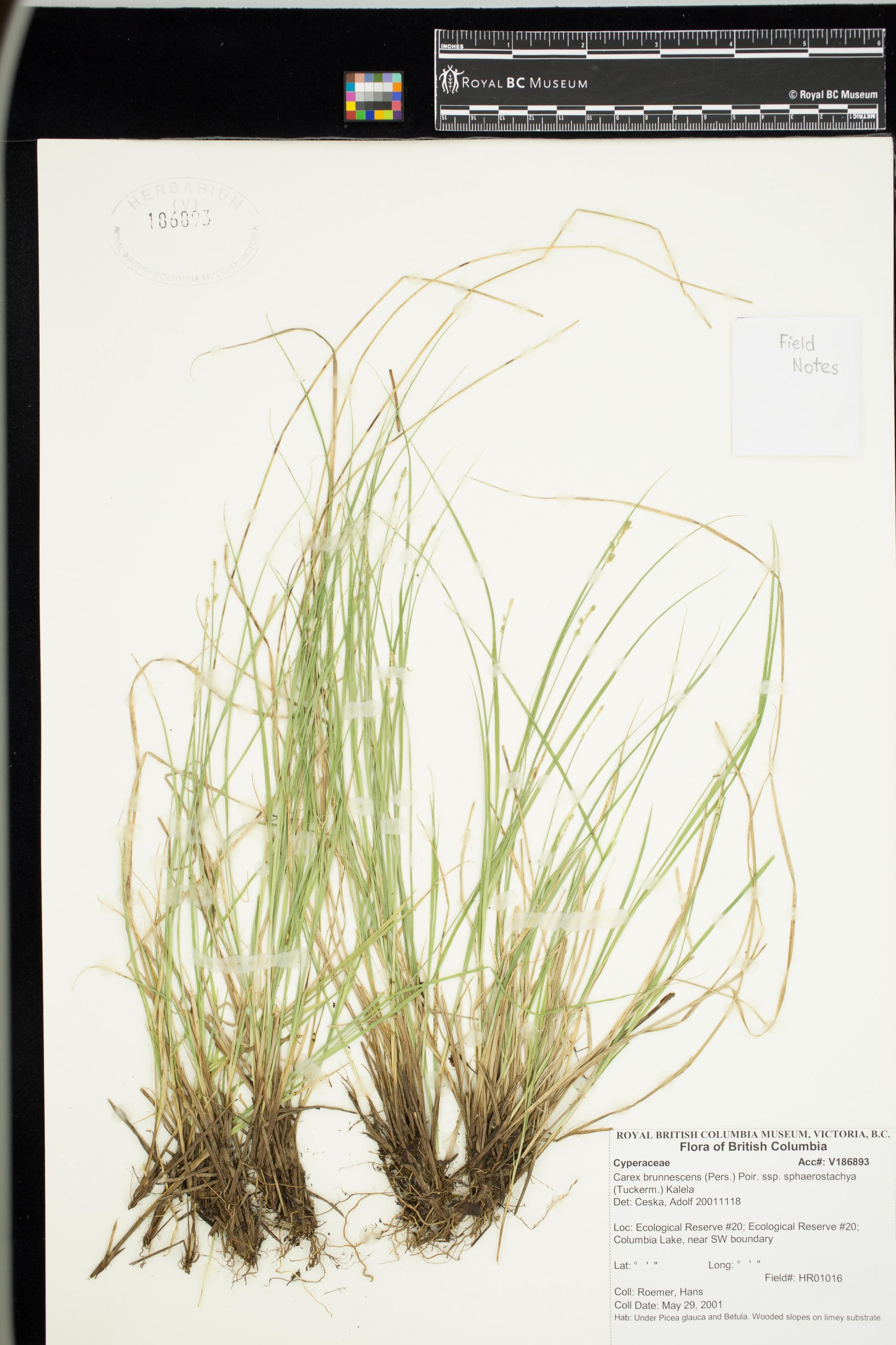 Image representing Silene acaulis.