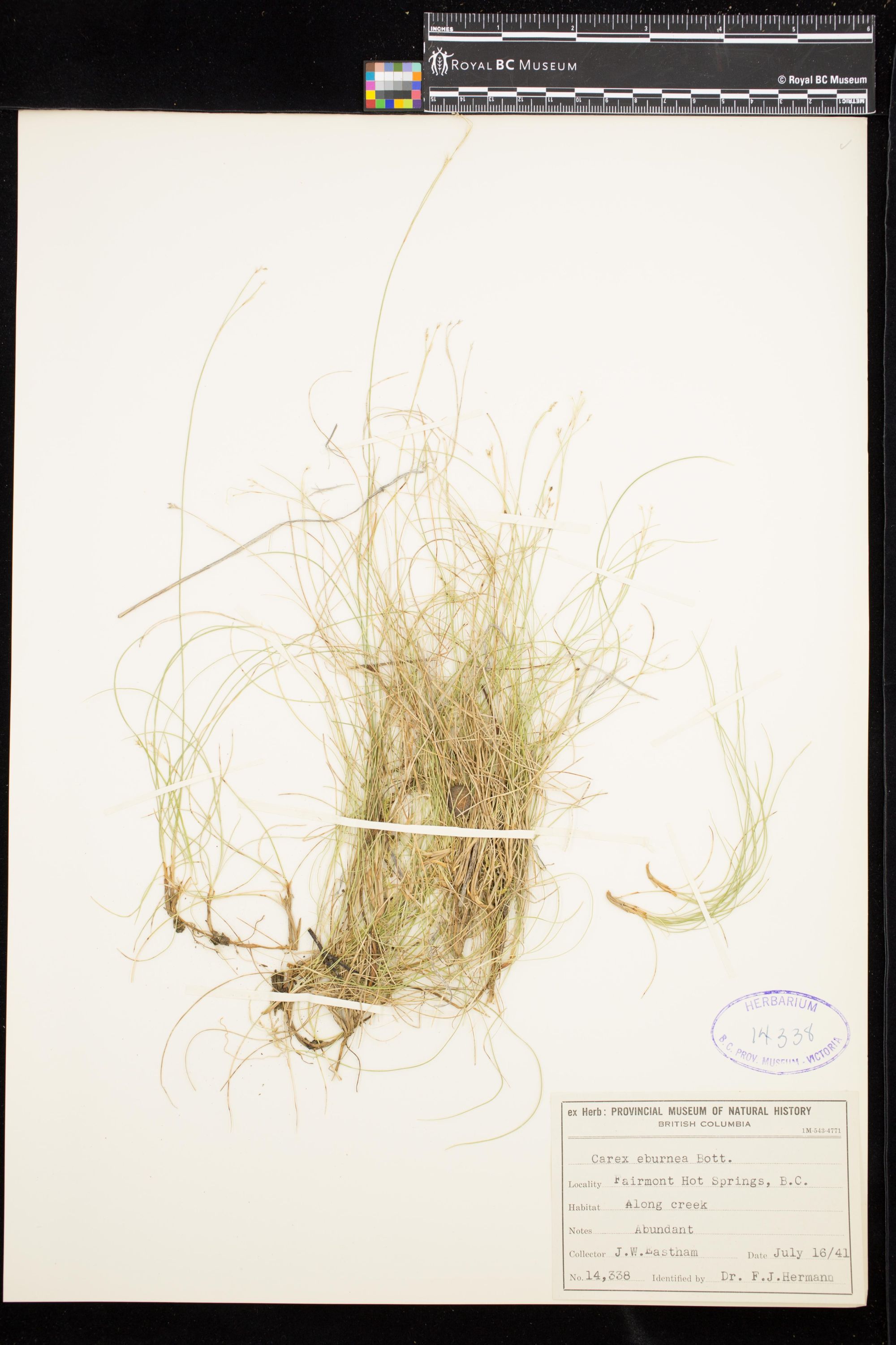 Image representing Carex eburnea.