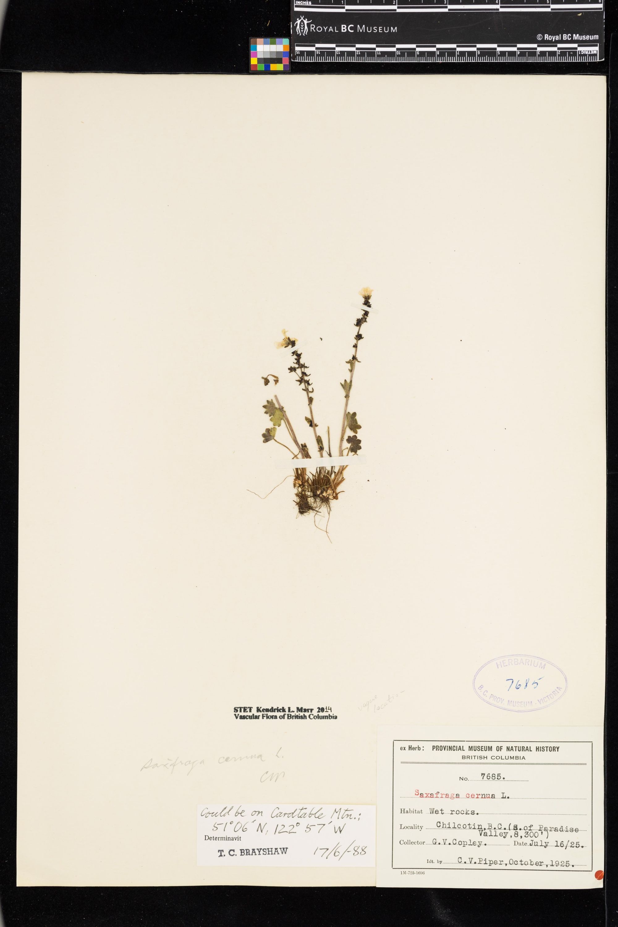 Image representing Saxifraga cernua.