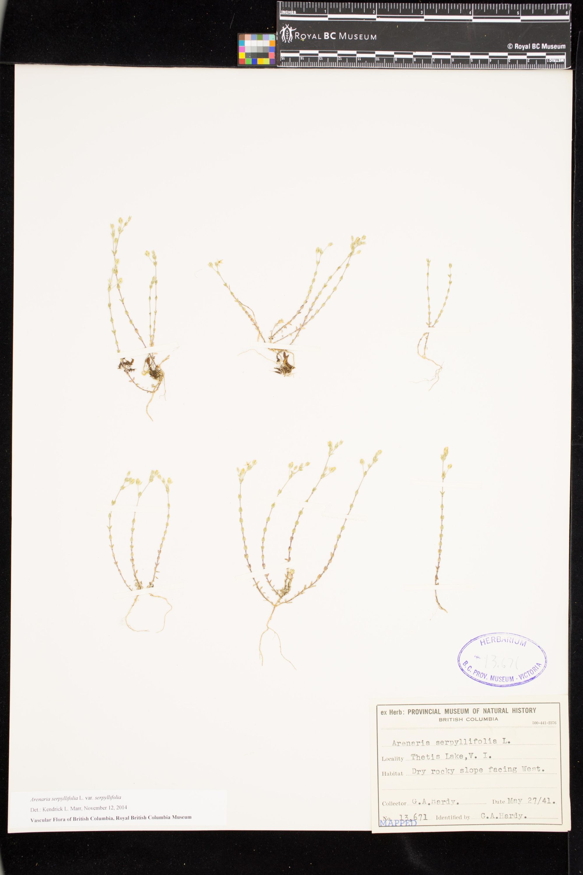 Image representing Arenaria serpyllifolia var. serpyllifolia.