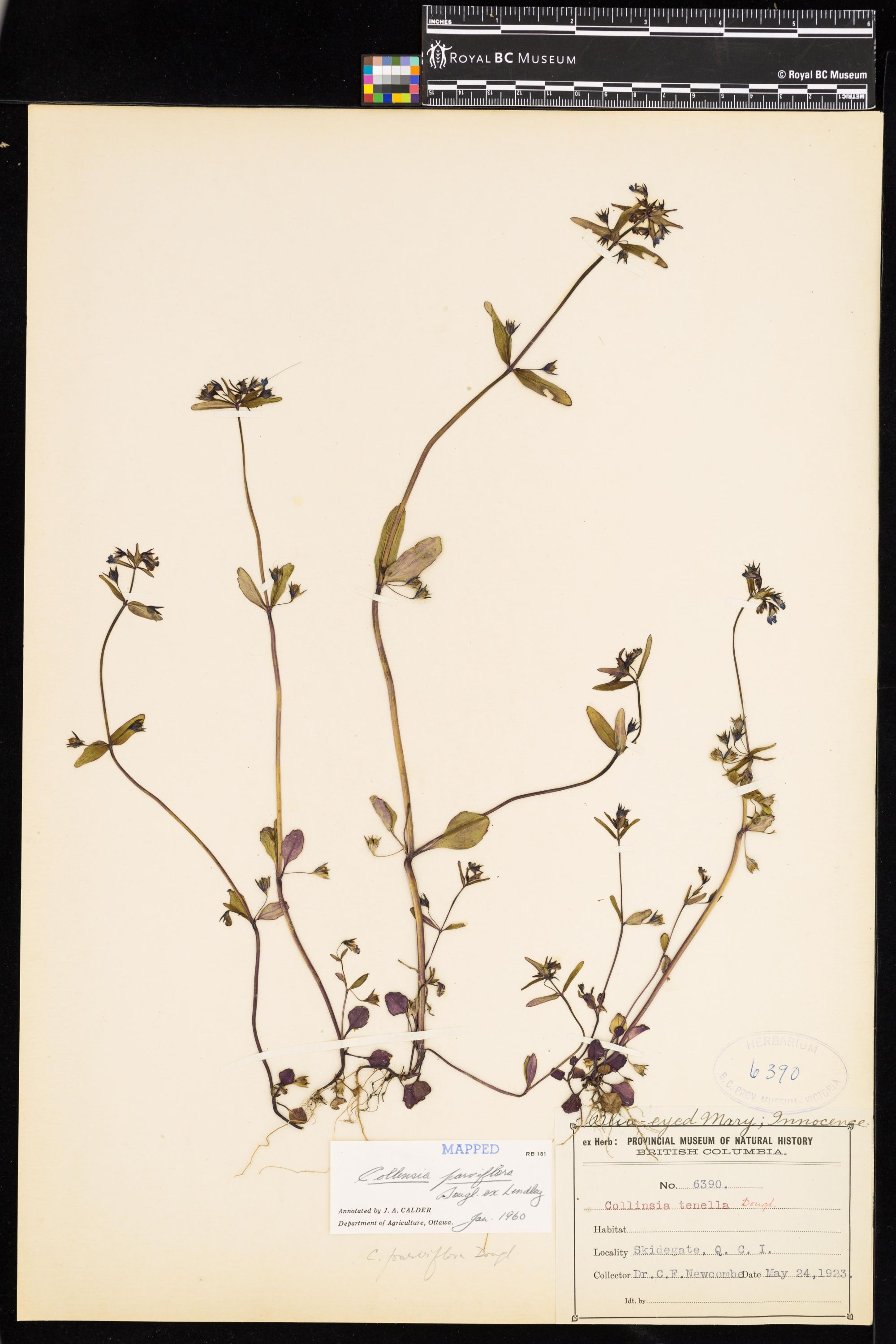 Image representing Collinsia parviflora.