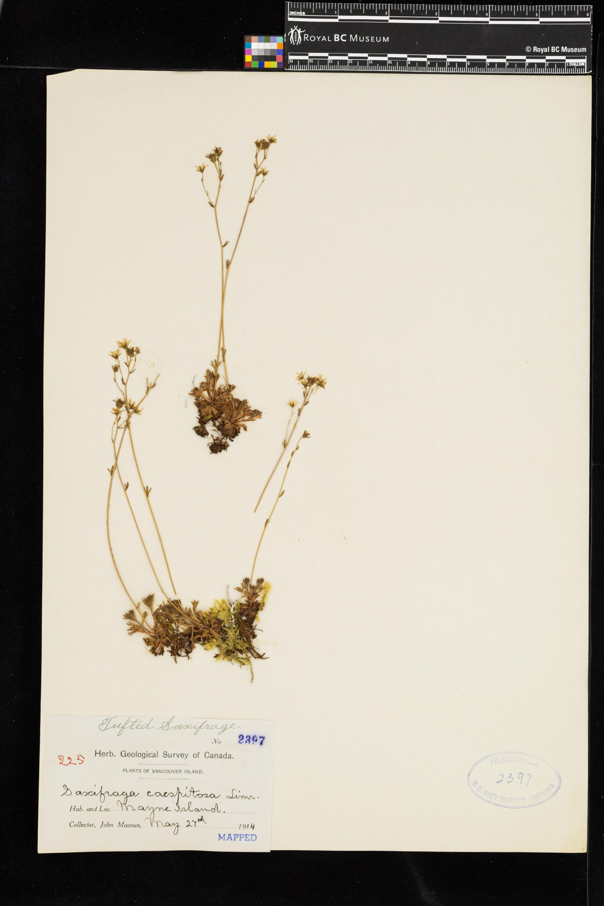 Image representing Saxifraga caespitosa.