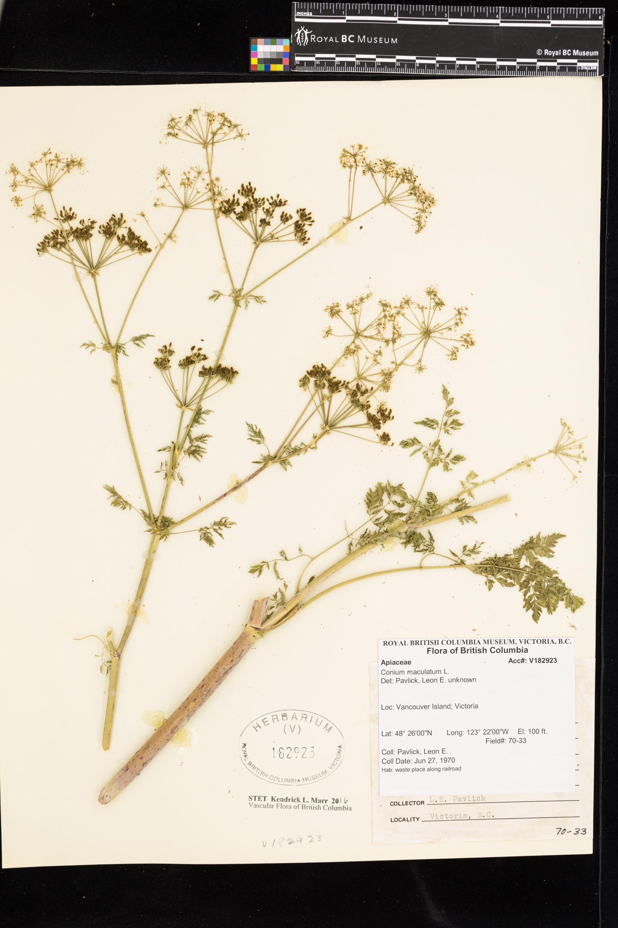 Image representing Conium maculatum.