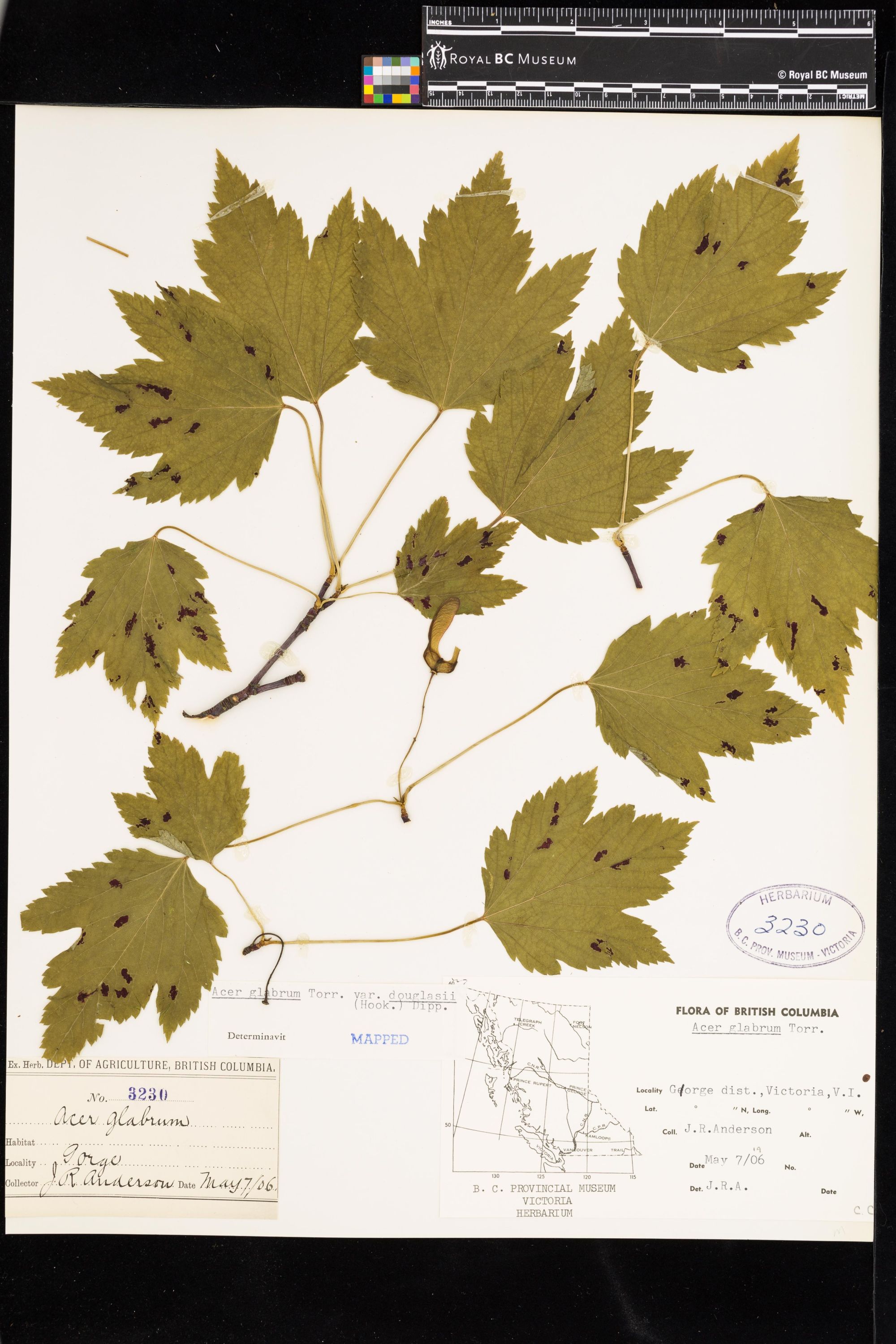 Image representing Acer glabrum var. douglasii.
