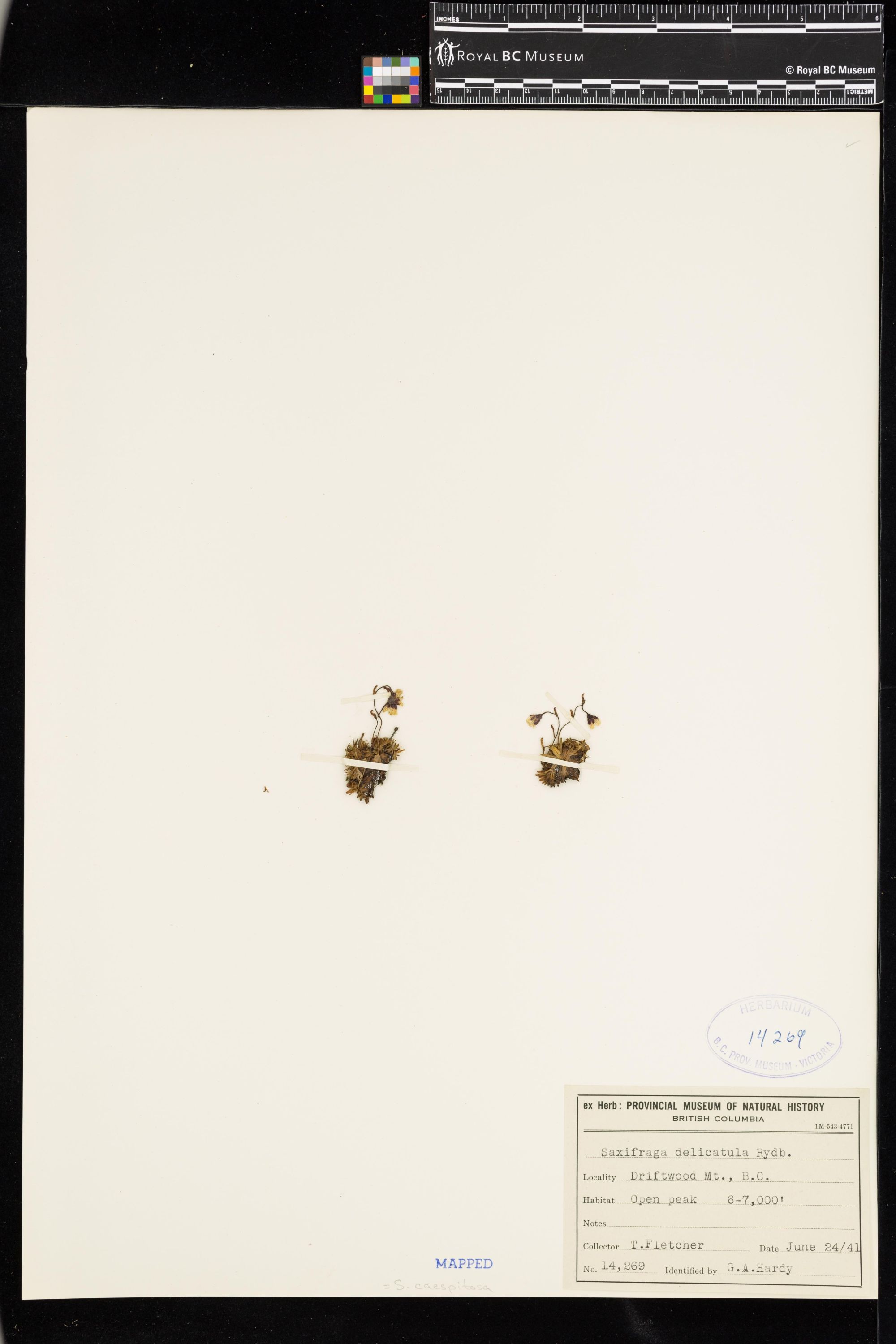 Image representing Saxifraga caespitosa.